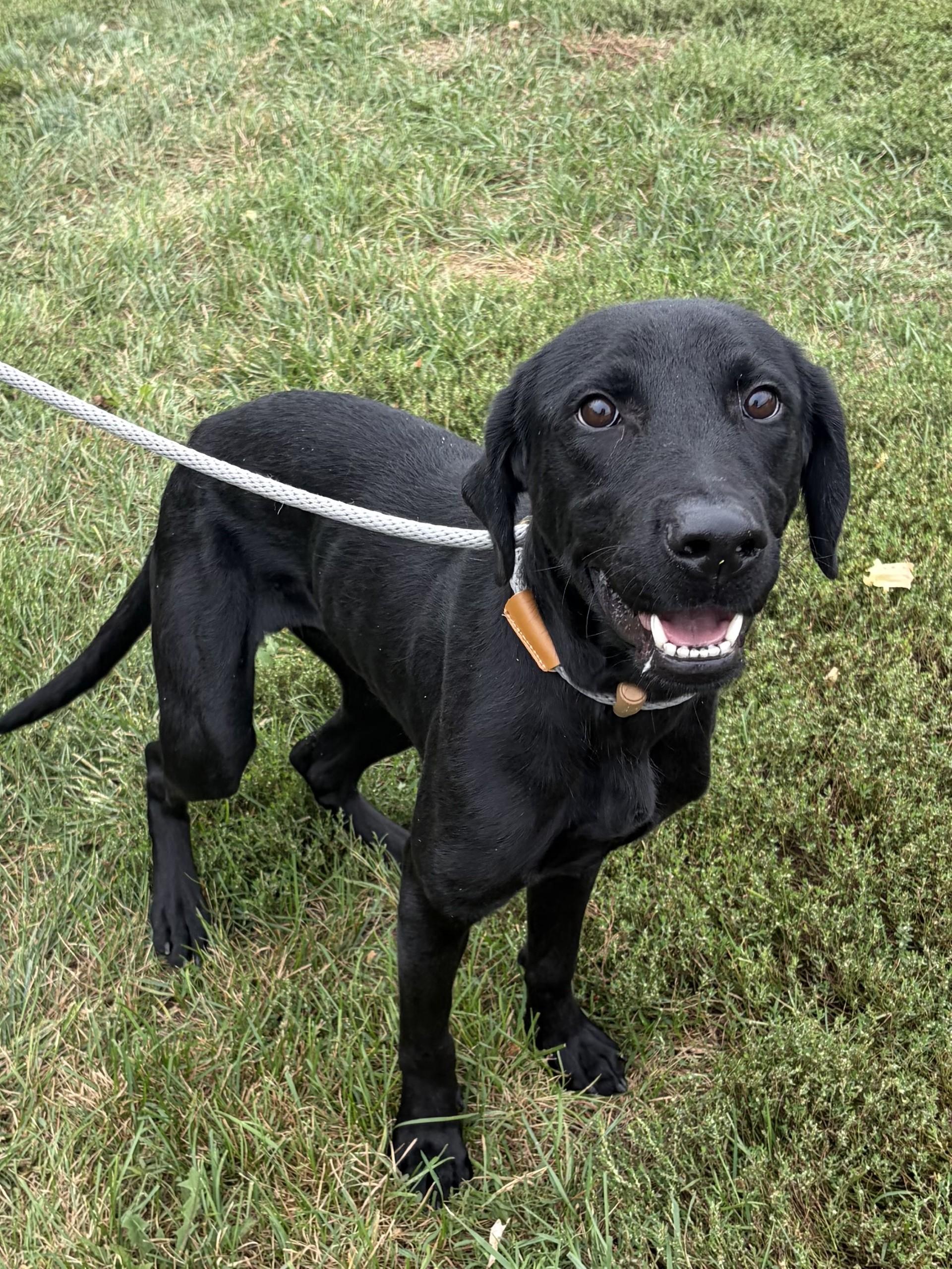 Hulk, Adopted, Young Male Labrador Retriever.