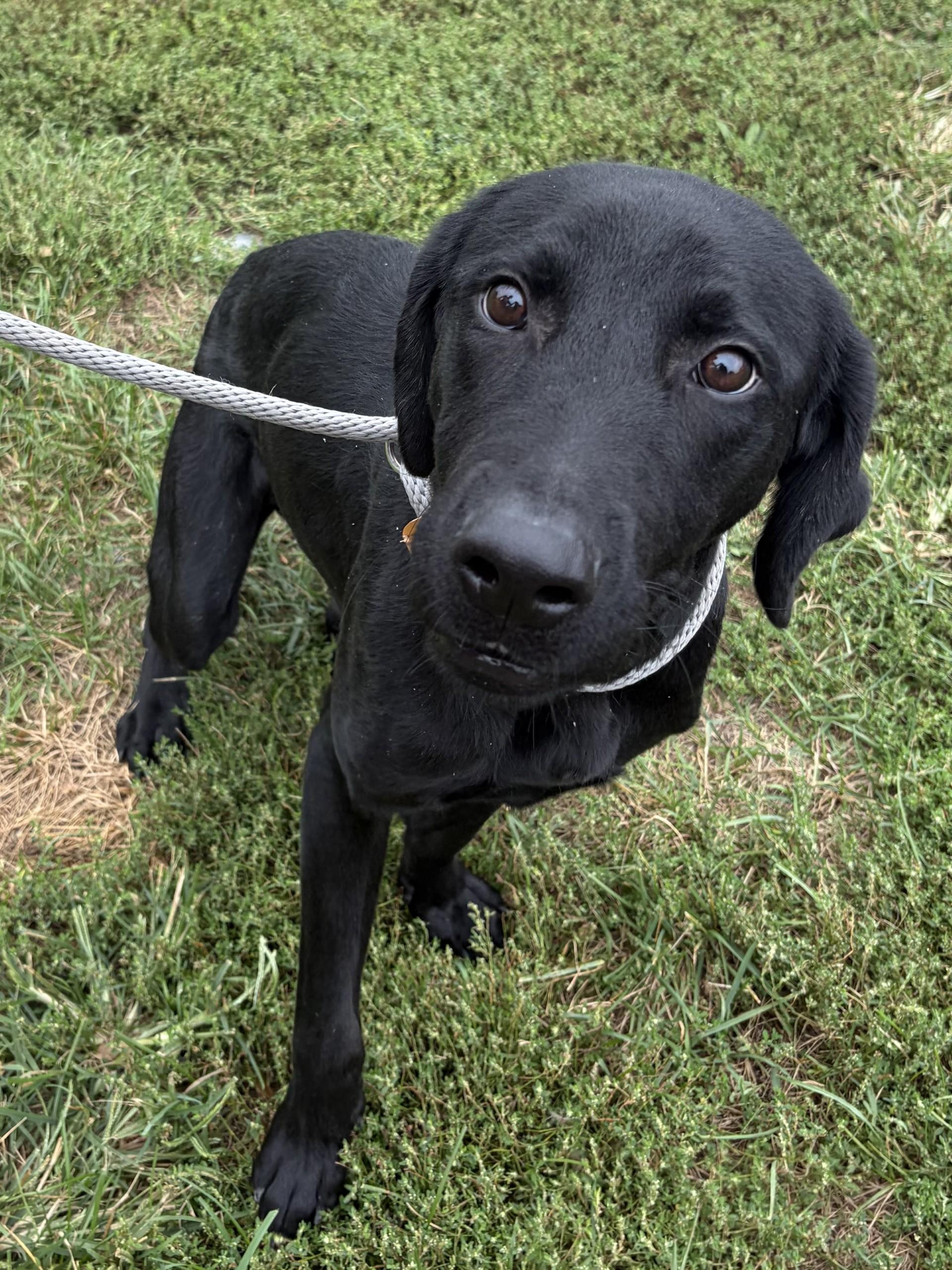 Enlarge Hulk, a Adopted Labrador Retriever in Winchester, VA image 2/5