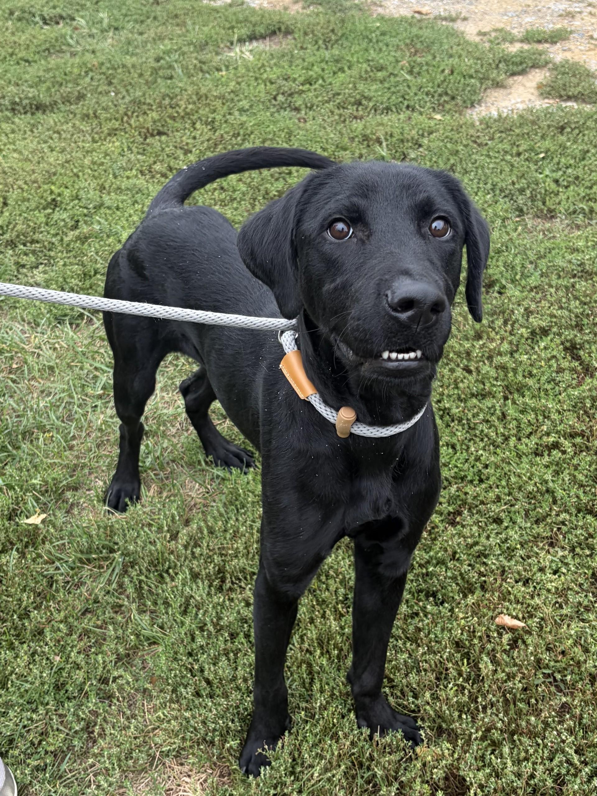 Enlarge Hulk, a Adopted Labrador Retriever in Winchester, VA image 4/5