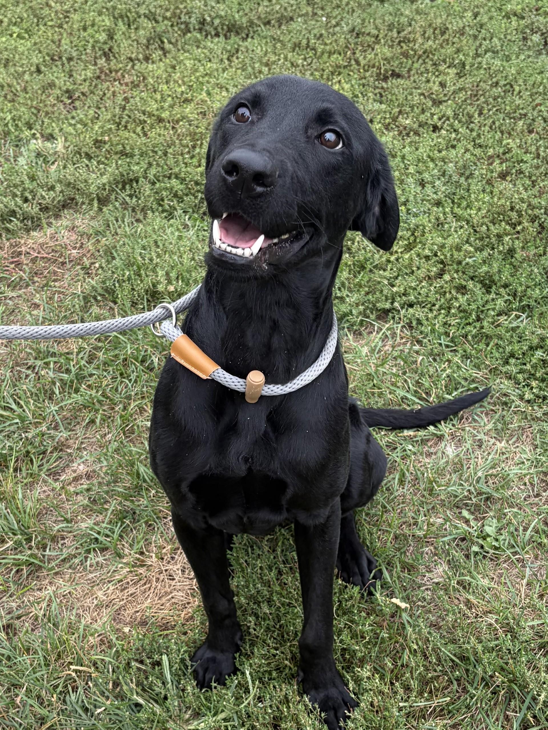 Enlarge Hulk, a Adopted Labrador Retriever in Winchester, VA image 3/5