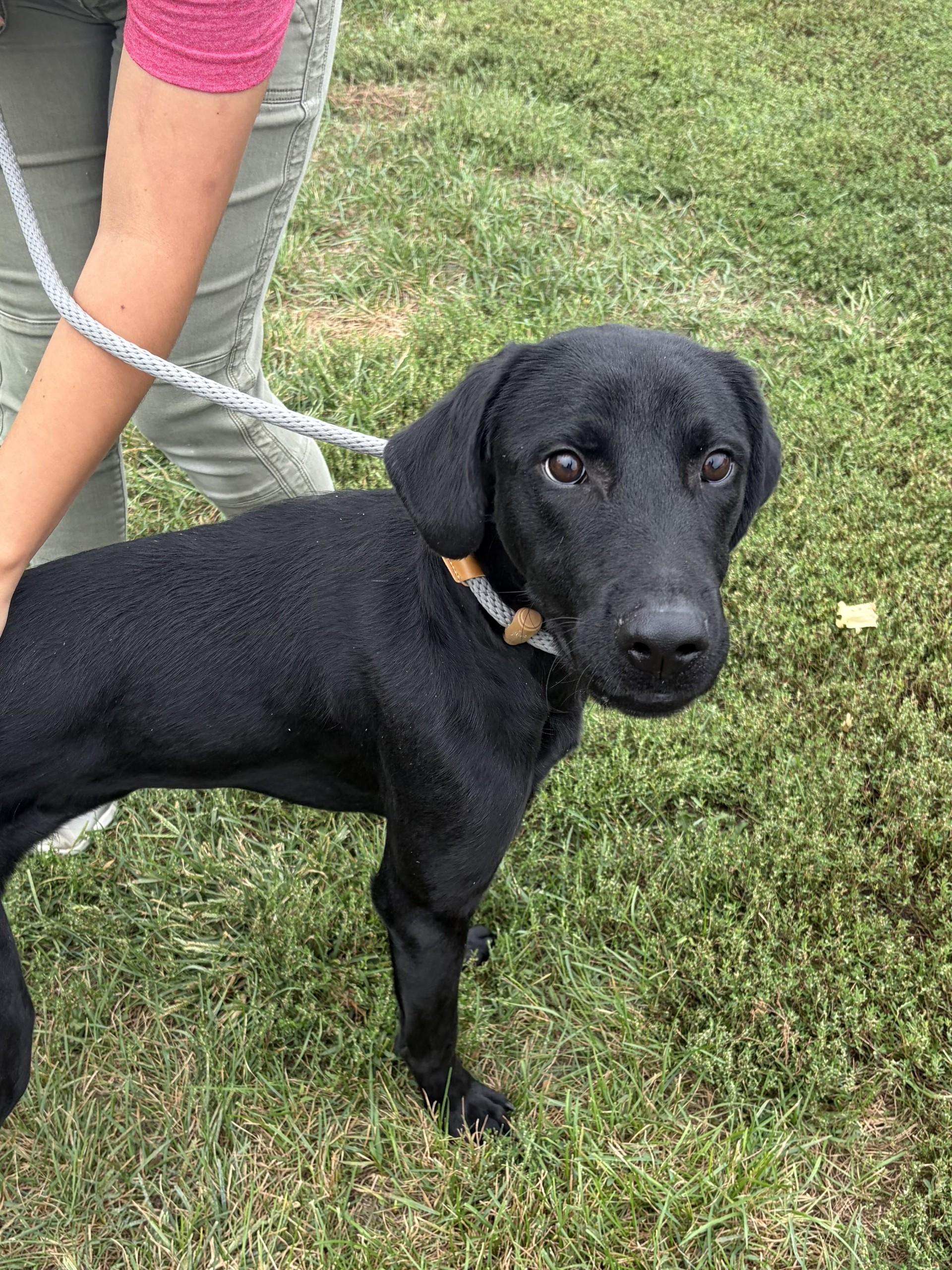 Enlarge Hulk, a Adopted Labrador Retriever in Winchester, VA image 5/5