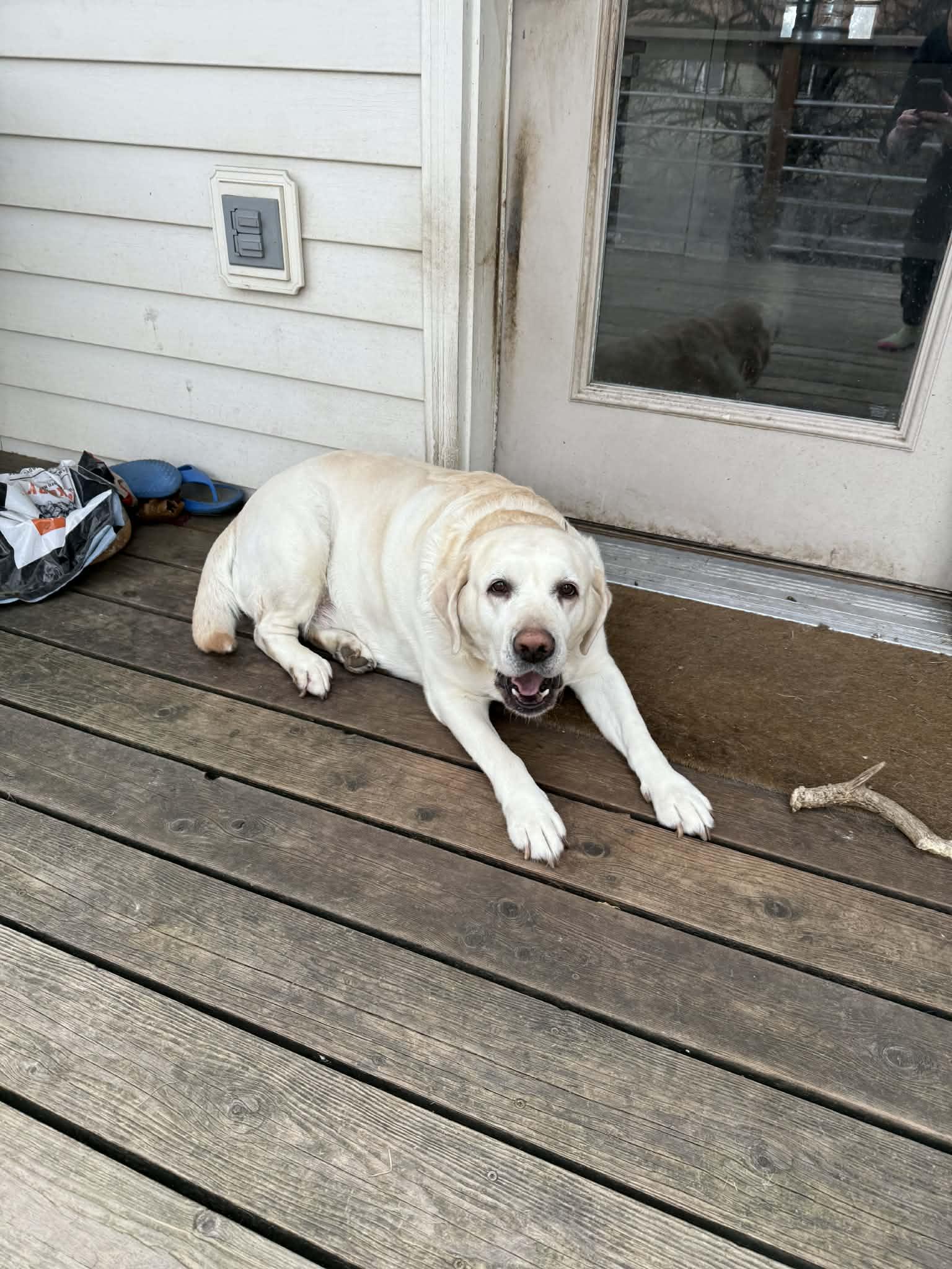 Paisely ***Courtesy Listing for Luke's Legacy***, a ADOPTABLE Labrador Retriever in COEUR D ALENE, ID image 2/3