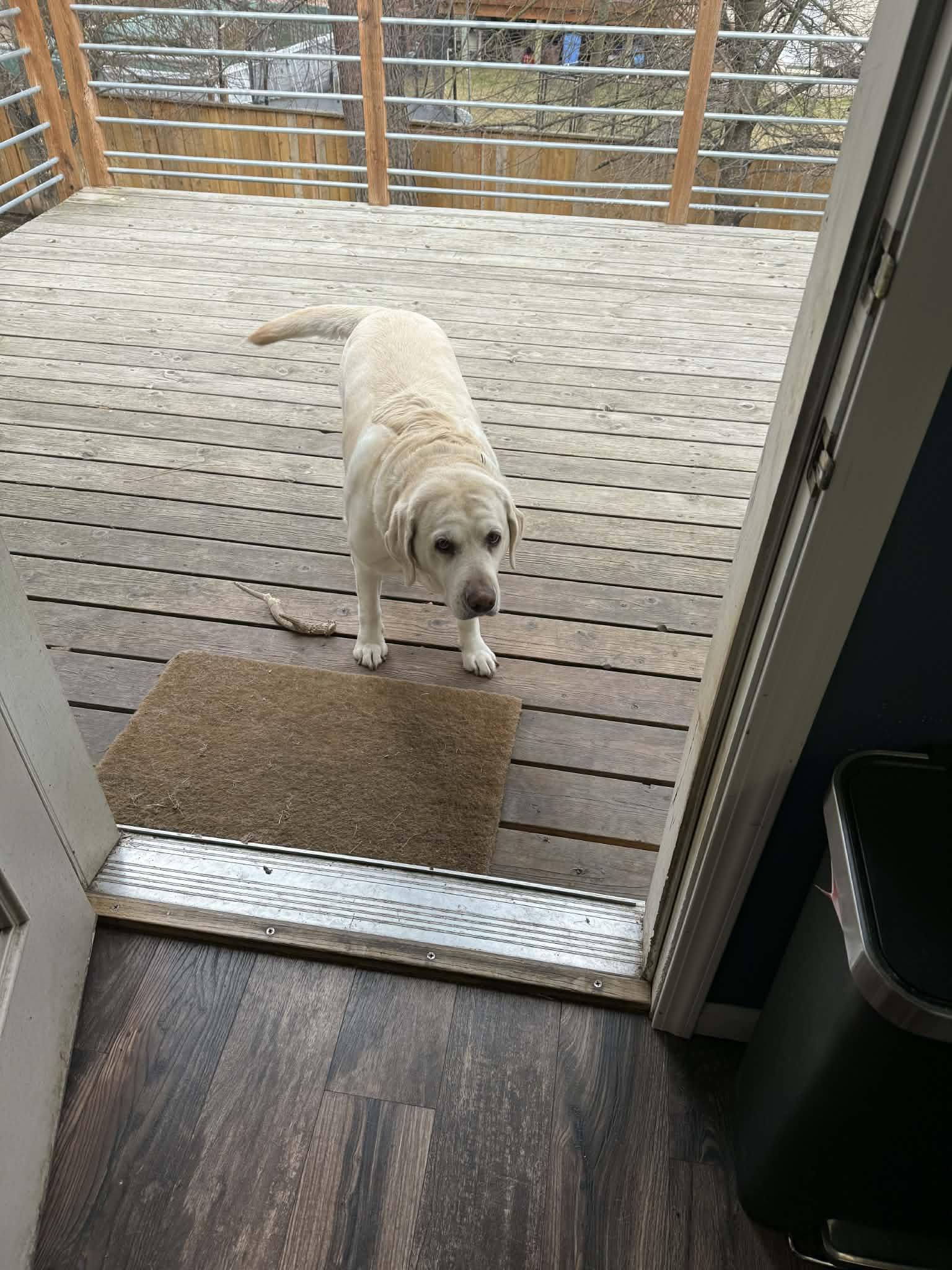 Paisely ***Courtesy Listing for Luke's Legacy***, a ADOPTABLE Labrador Retriever in COEUR D ALENE, ID image 3/3