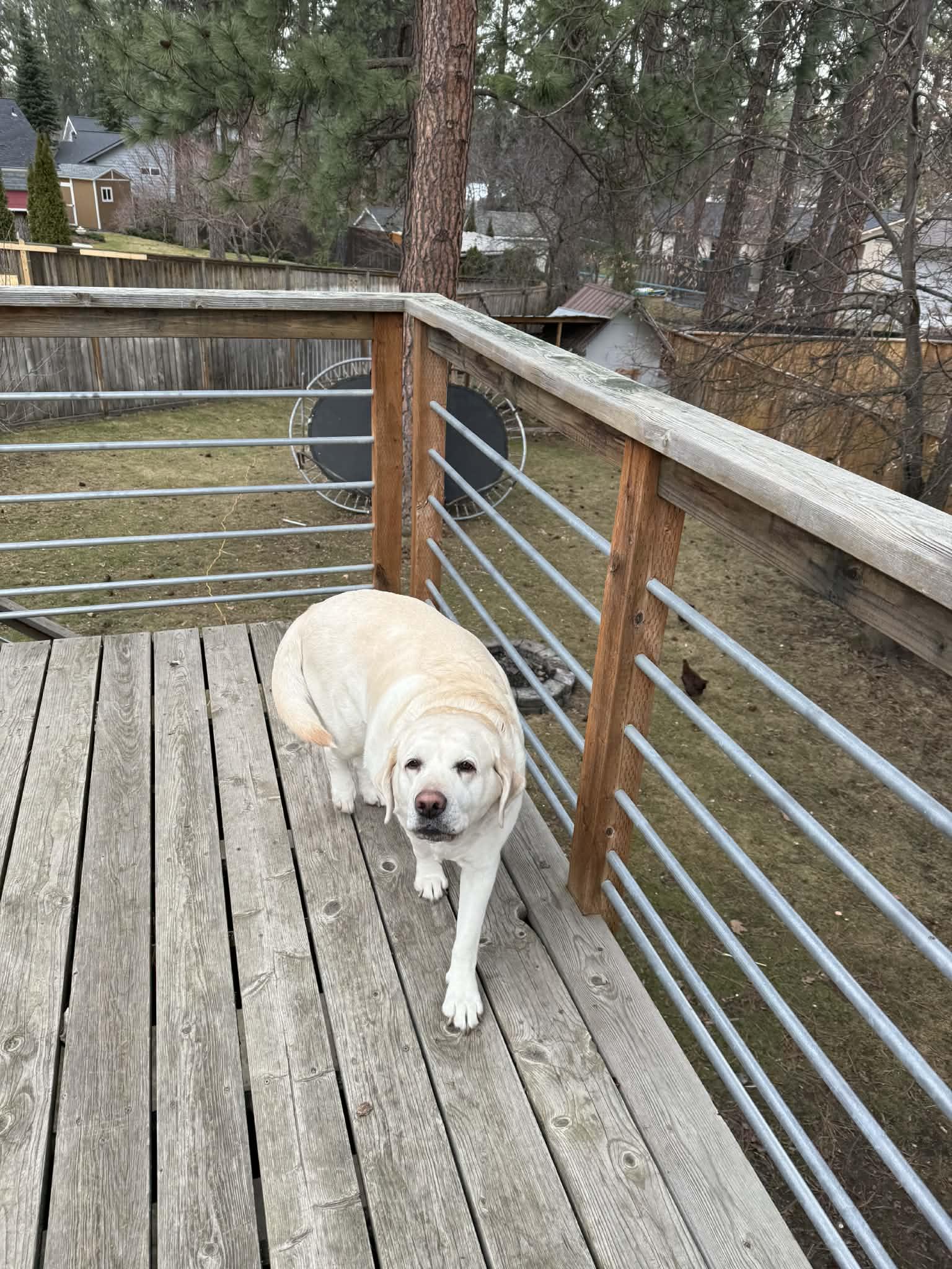 Paisely  ***Courtesy Listing for Luke's Legacy***, ADOPTABLE, Senior Female Labrador Retriever.