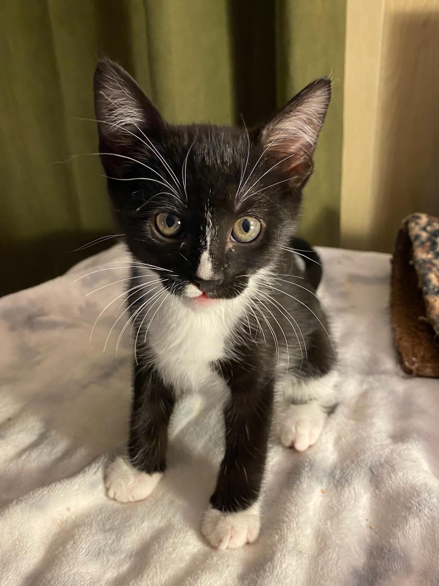 Rick & Louis -bonded brother kittens, Adoptable, Young Male Tuxedo.