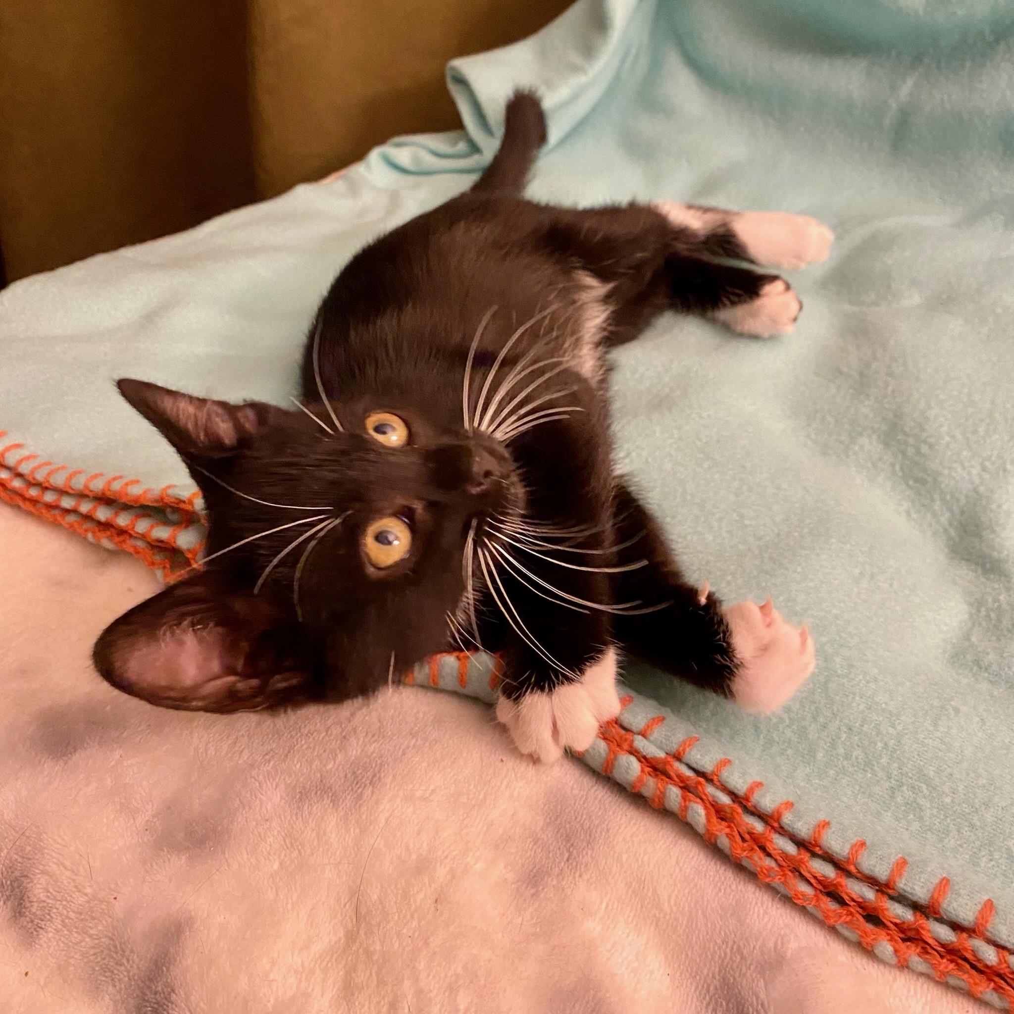 Rick & Louis -bonded brother kittens, a Adoptable Tuxedo in San Francisco, CA image 2/5