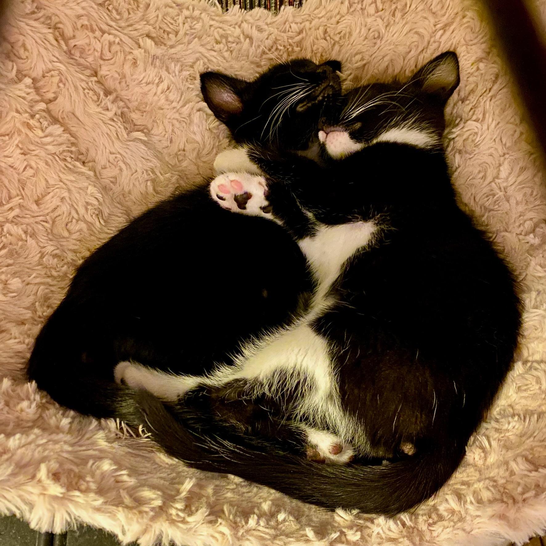 Rick & Louis -bonded brother kittens, a Adoptable Tuxedo in San Francisco, CA image 3/5