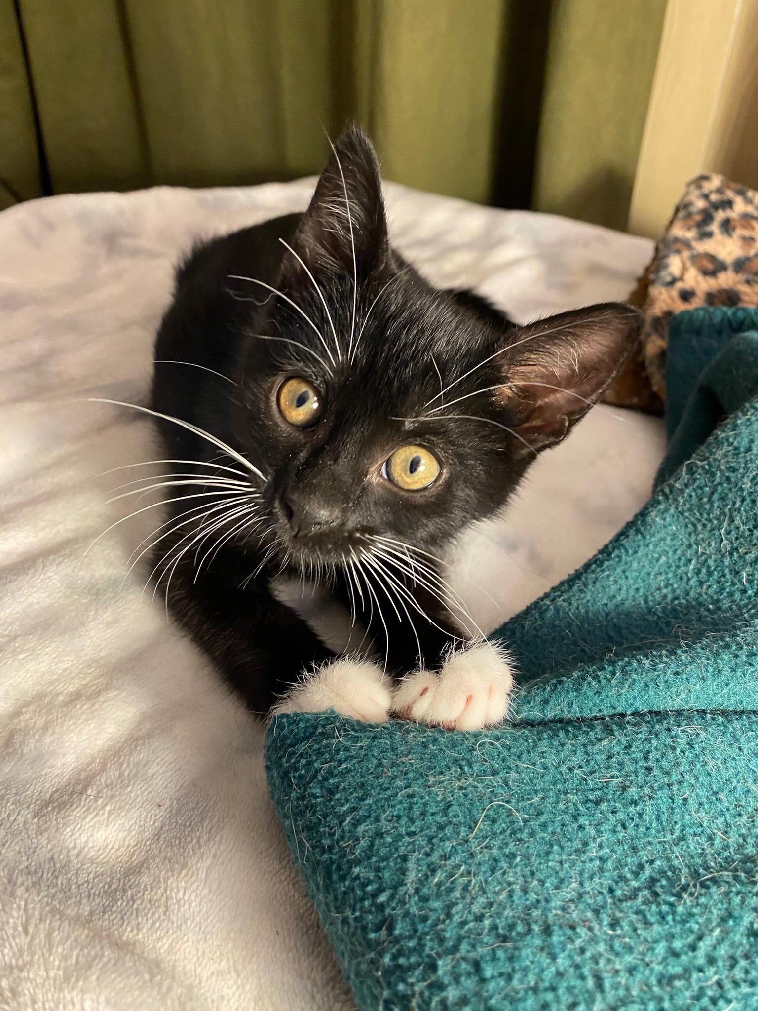 Rick & Louis -bonded brother kittens, a Adoptable Tuxedo in San Francisco, CA image 4/5