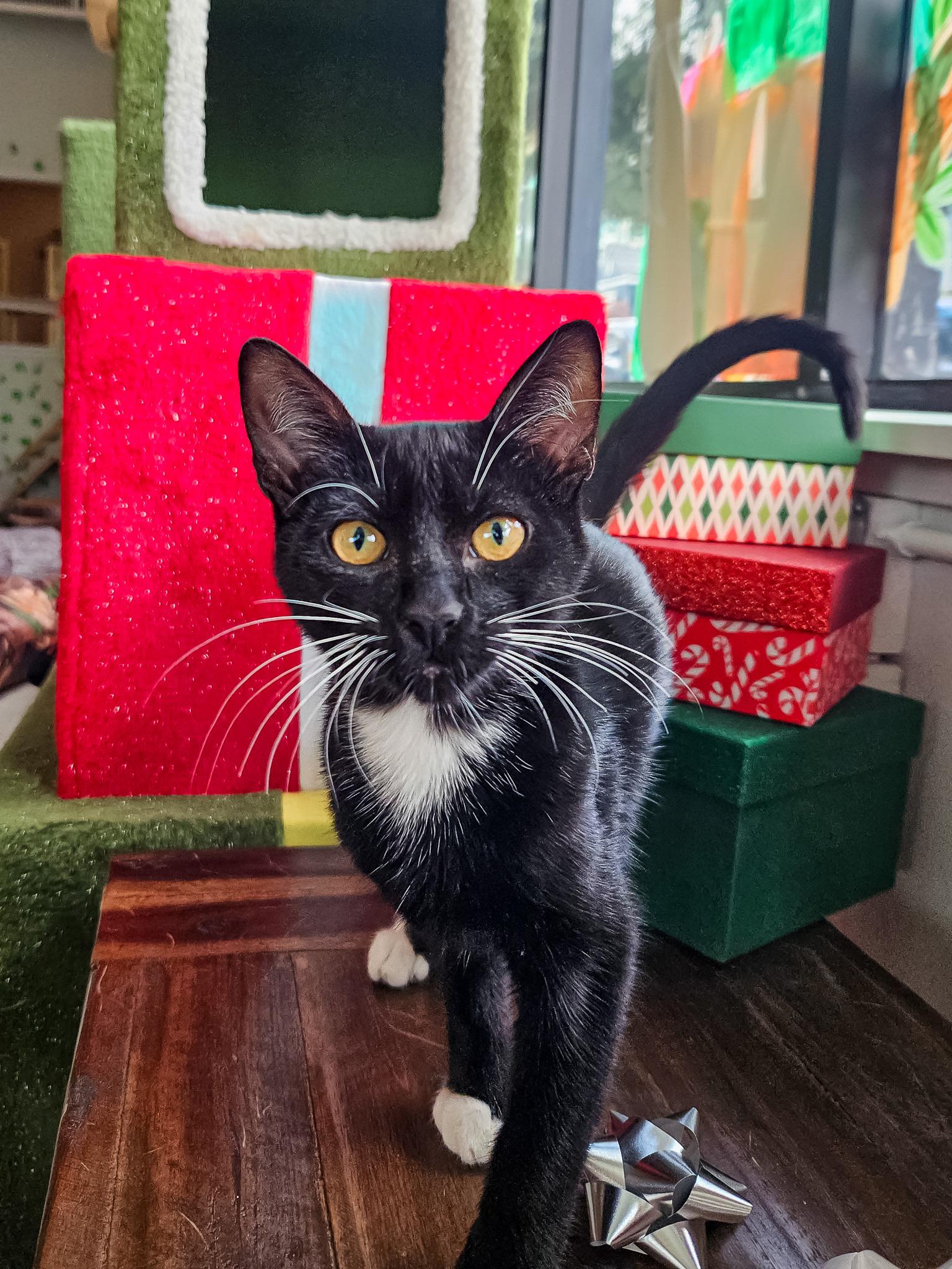 Enlarge Rick & Louis -bonded brother kittens, a Adoptable Tuxedo in San Francisco, CA image 4/6