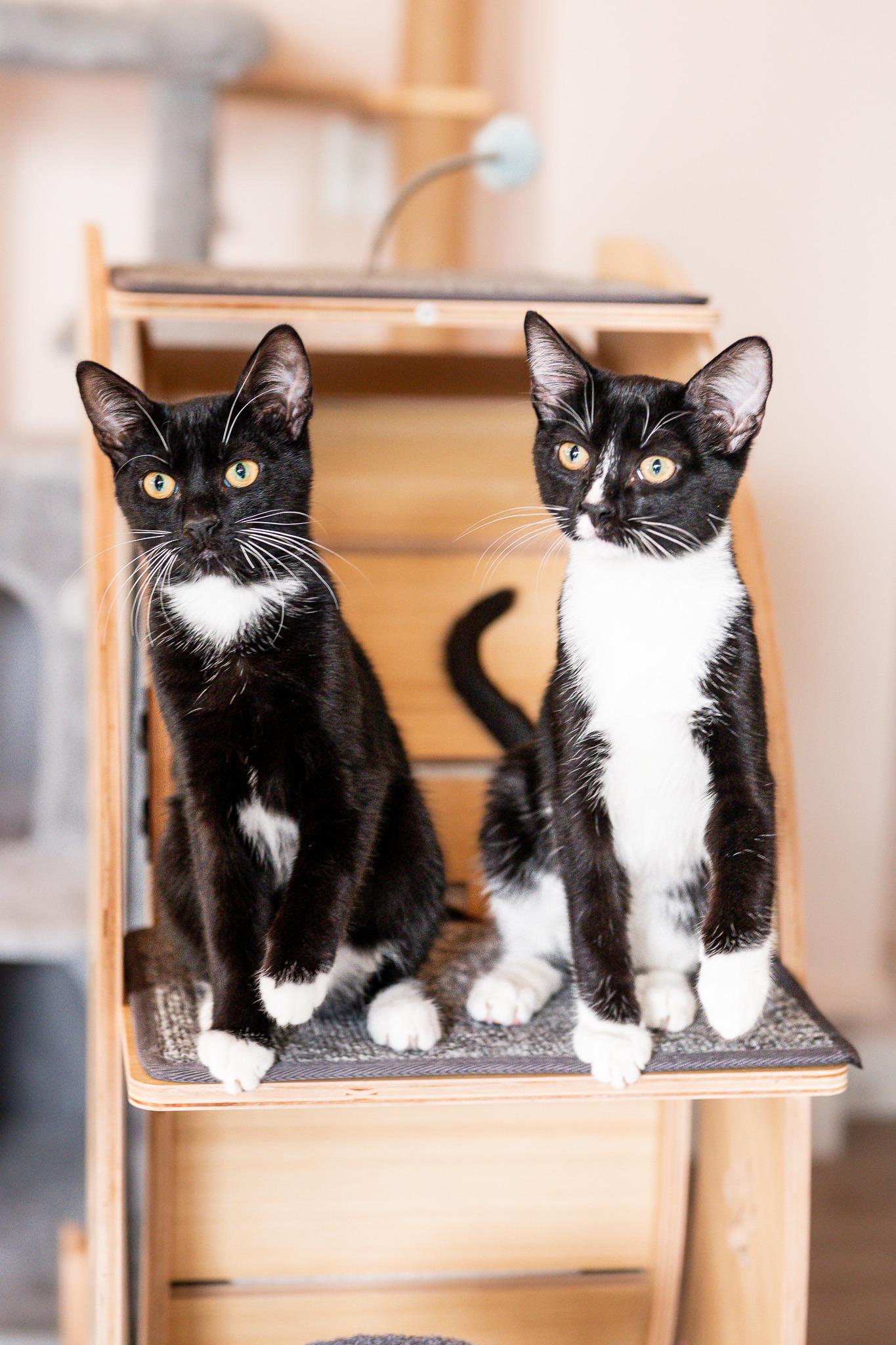 Enlarge Rick & Louis -bonded brother kittens, a Adoptable Tuxedo in San Francisco, CA image 1/6