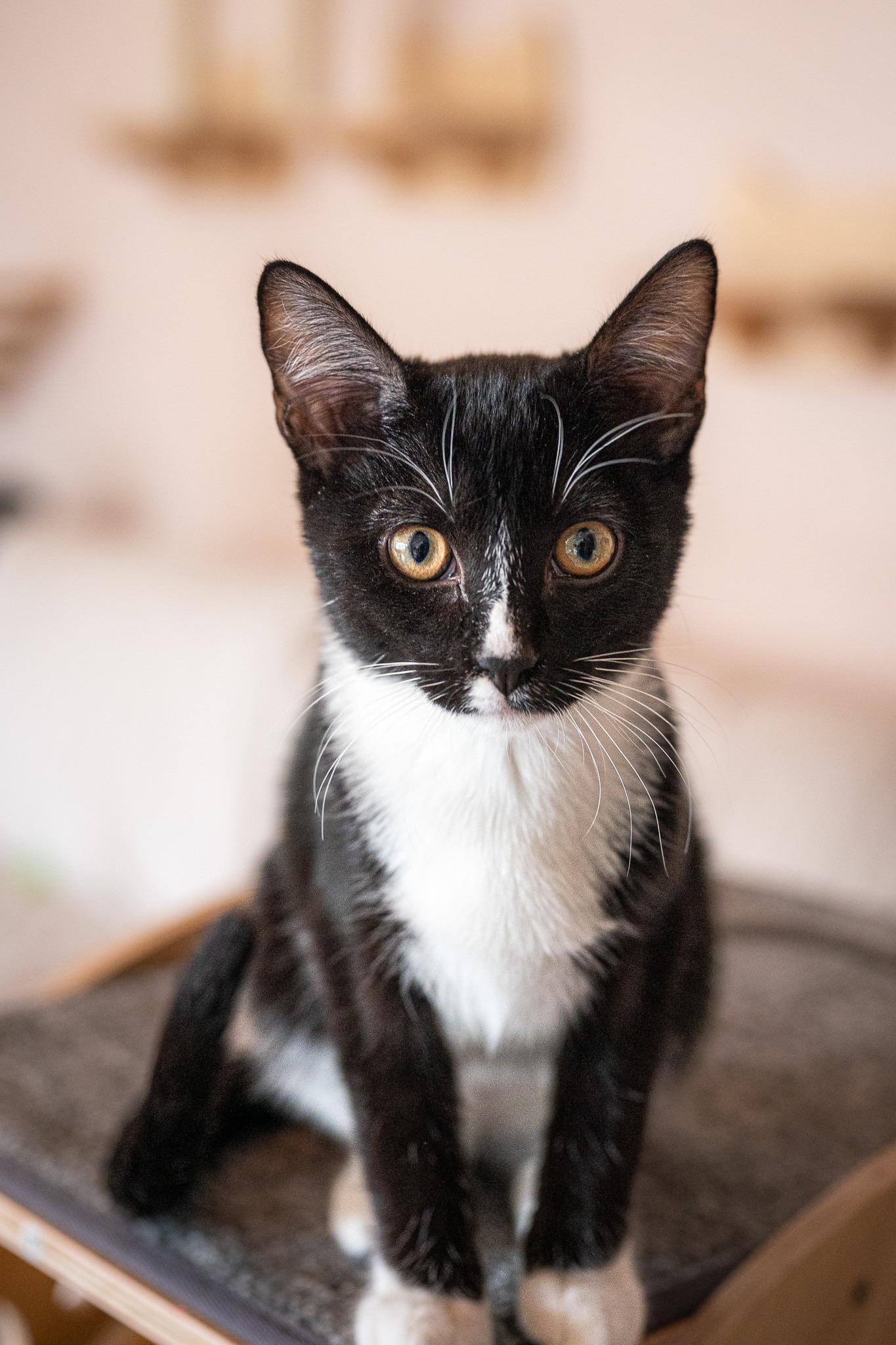 Enlarge Rick & Louis -bonded brother kittens, a Adoptable Tuxedo in San Francisco, CA image 5/6