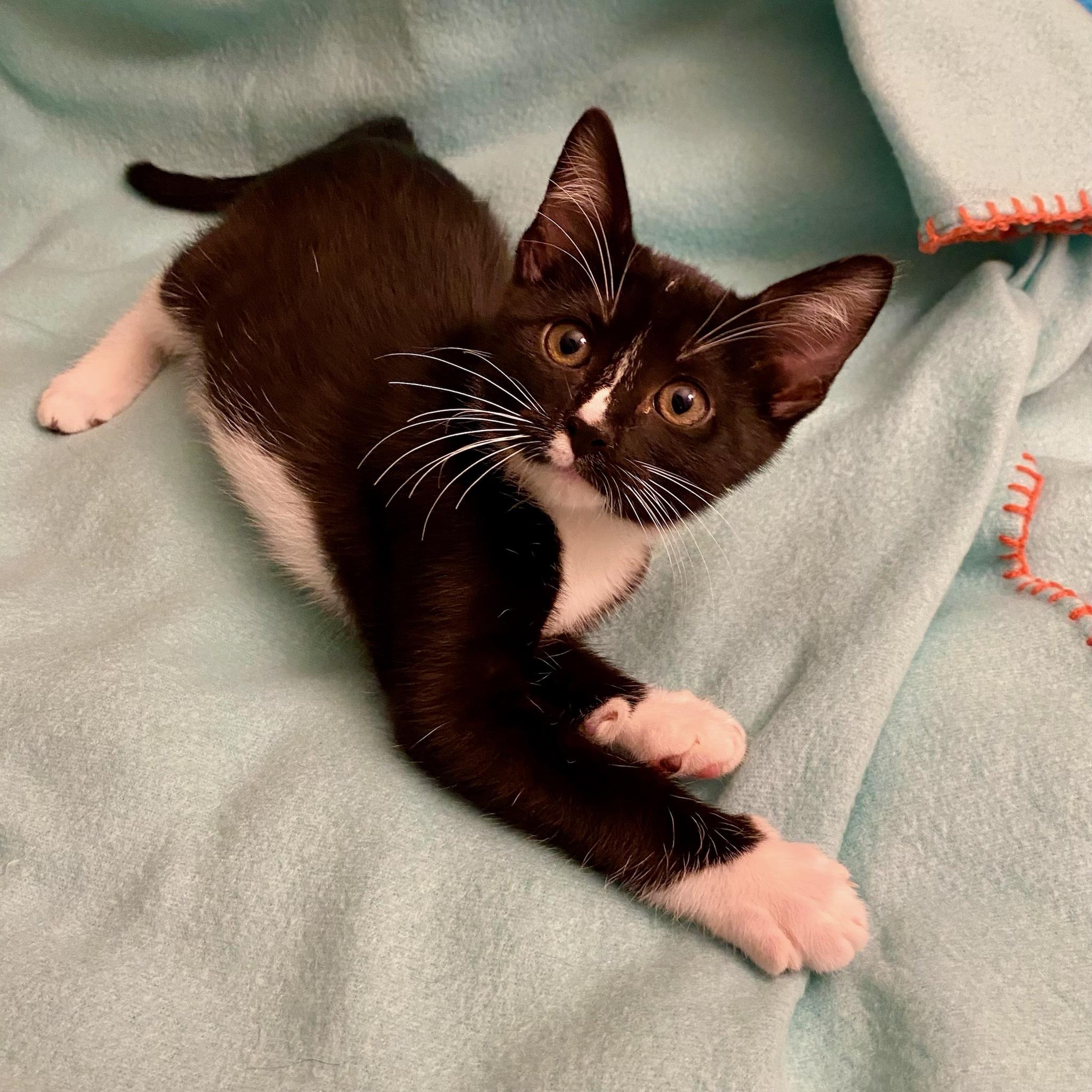 Rick & Louis -bonded brother kittens, a Adoptable Tuxedo in San Francisco, CA image 5/5