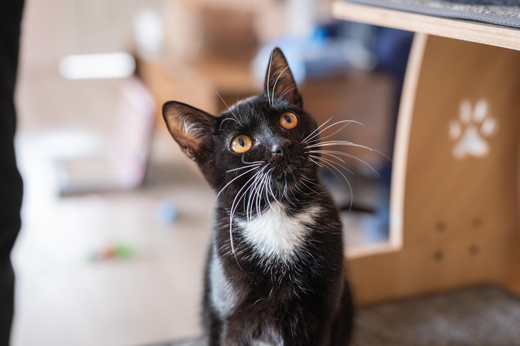 Enlarge Rick & Louis -bonded brother kittens, a Adoptable Tuxedo in San Francisco, CA image 6/6