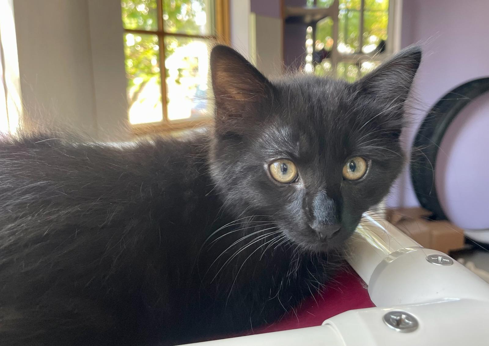 Pete, Adopted, Kitten Male Domestic Short Hair.