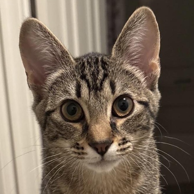 Amy, adopted, Kitten Female Domestic Short Hair.