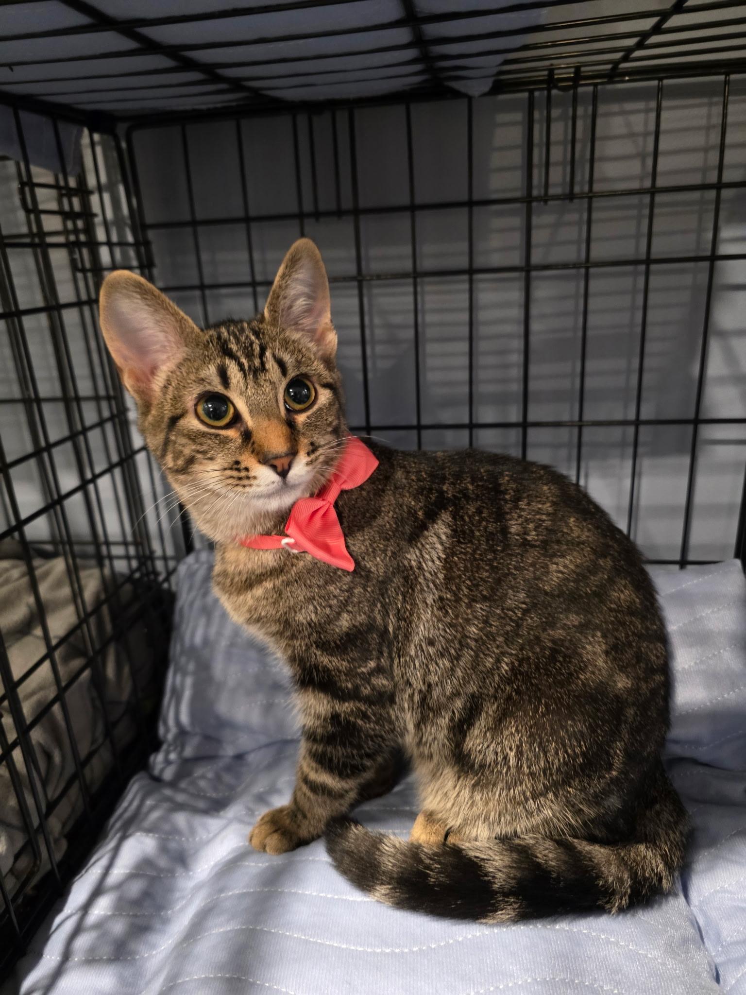 Amy, an adopted mixed breed in Richmond, VA image 2/5