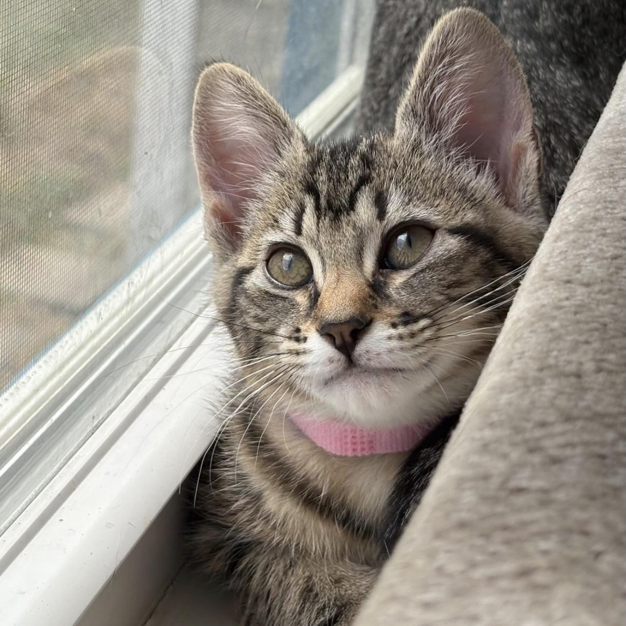 Amy, an adopted mixed breed in Richmond, VA image 4/5