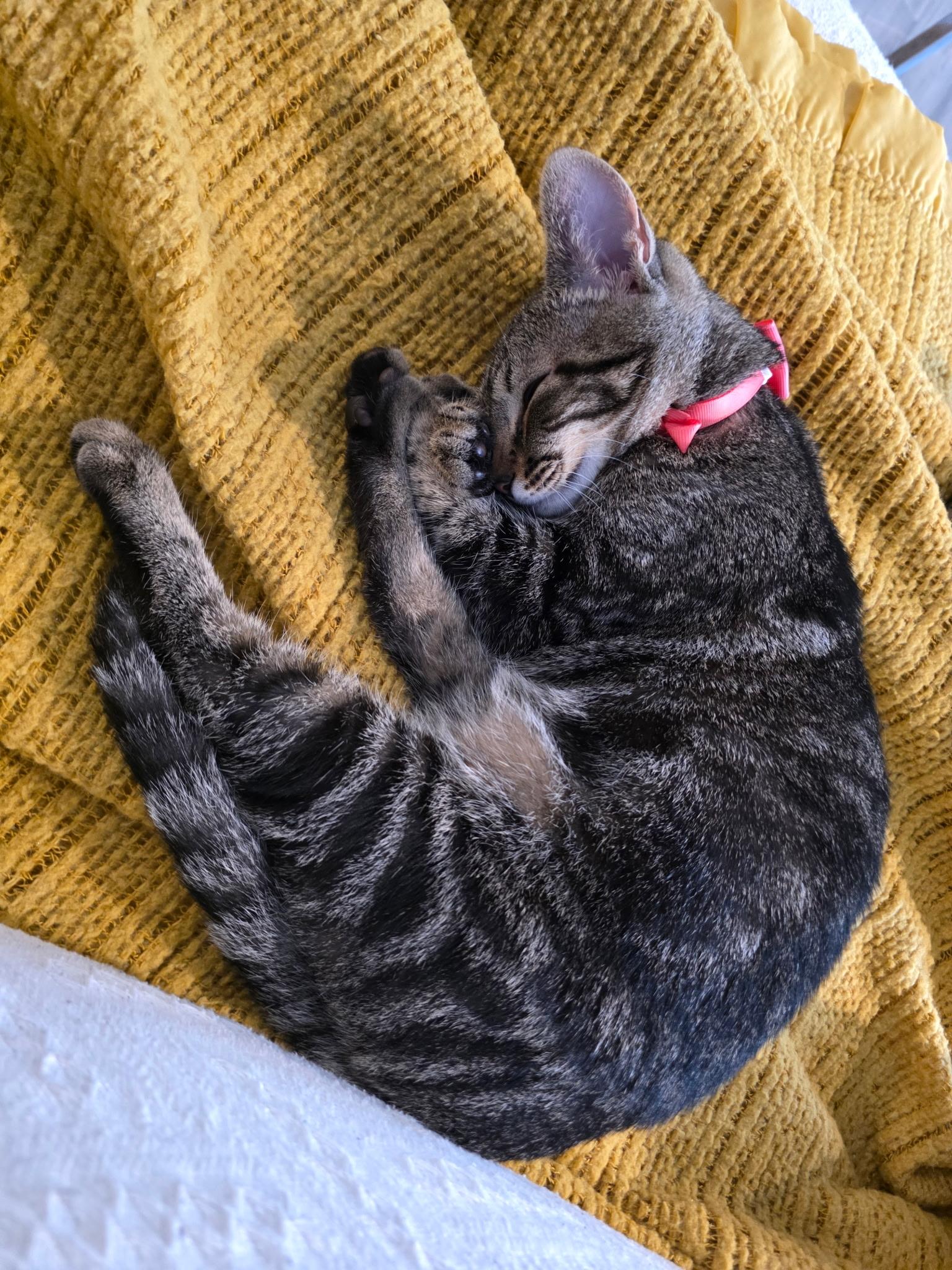 Amy, an adopted mixed breed in Richmond, VA image 5/5