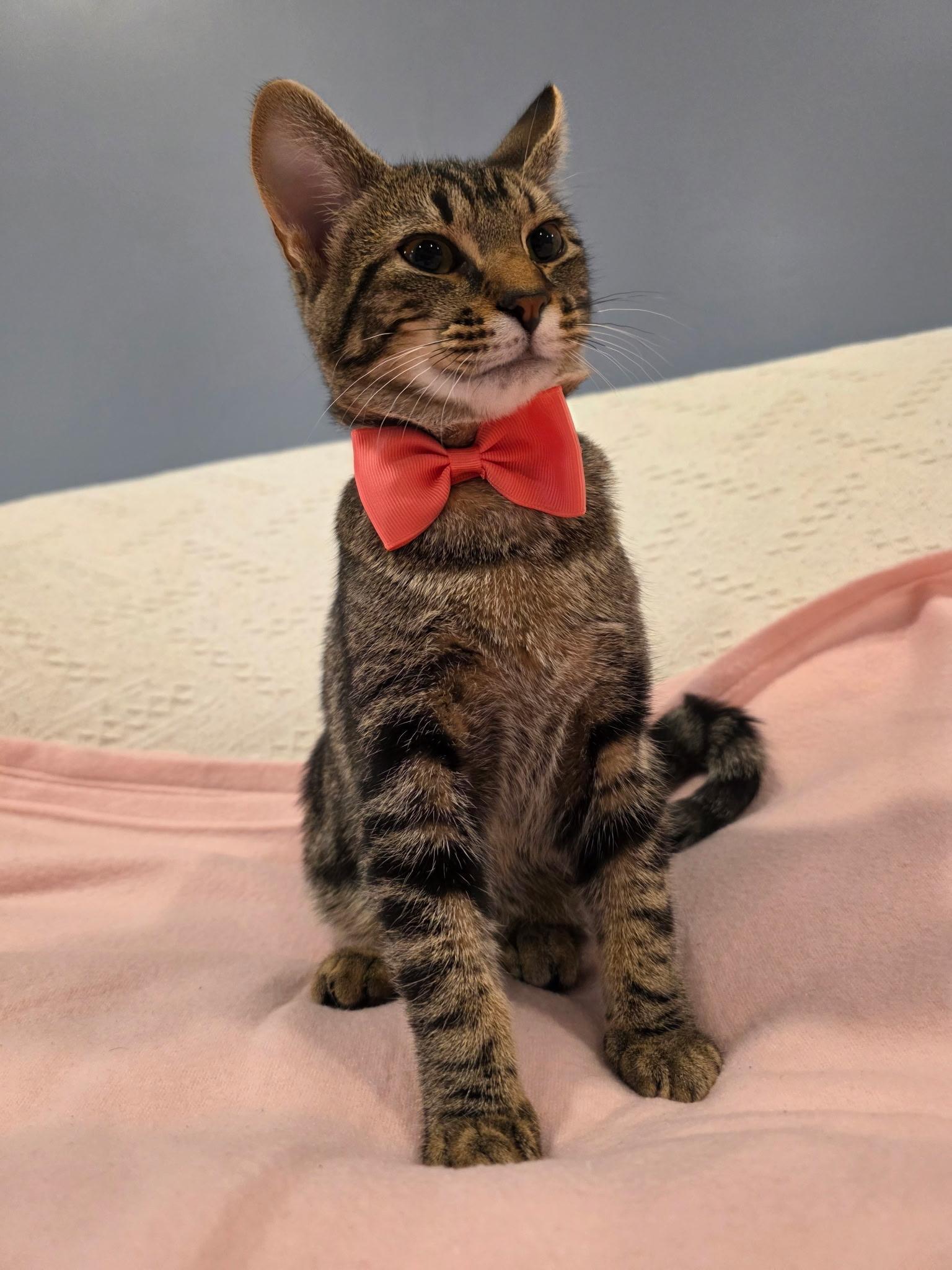 Amy, an adopted mixed breed in Richmond, VA image 3/5