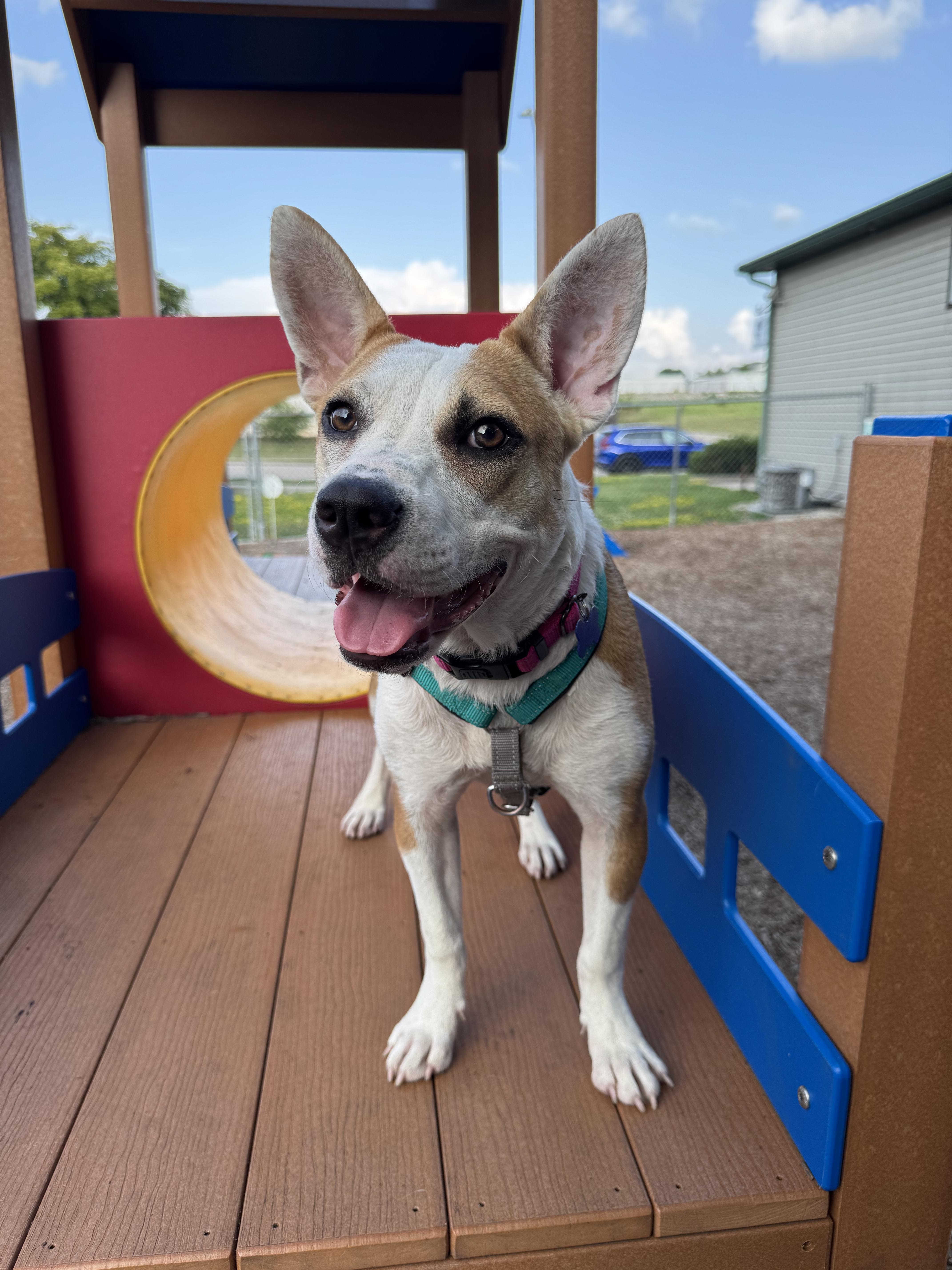 Enlarge Tessa, an adoptable mixed breed in Columbia, MO image 2/6