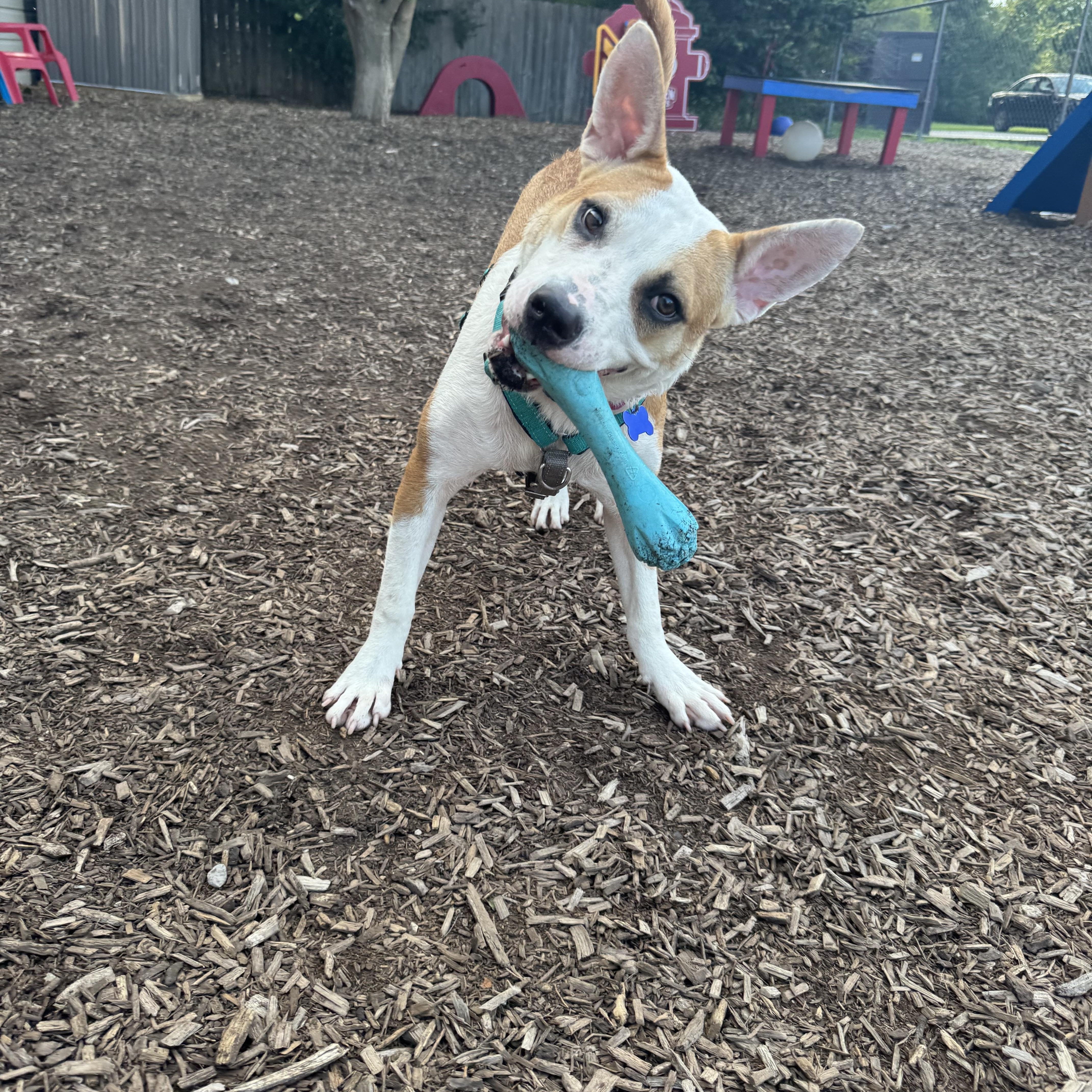 Enlarge Tessa, an adoptable mixed breed in Columbia, MO image 2/5