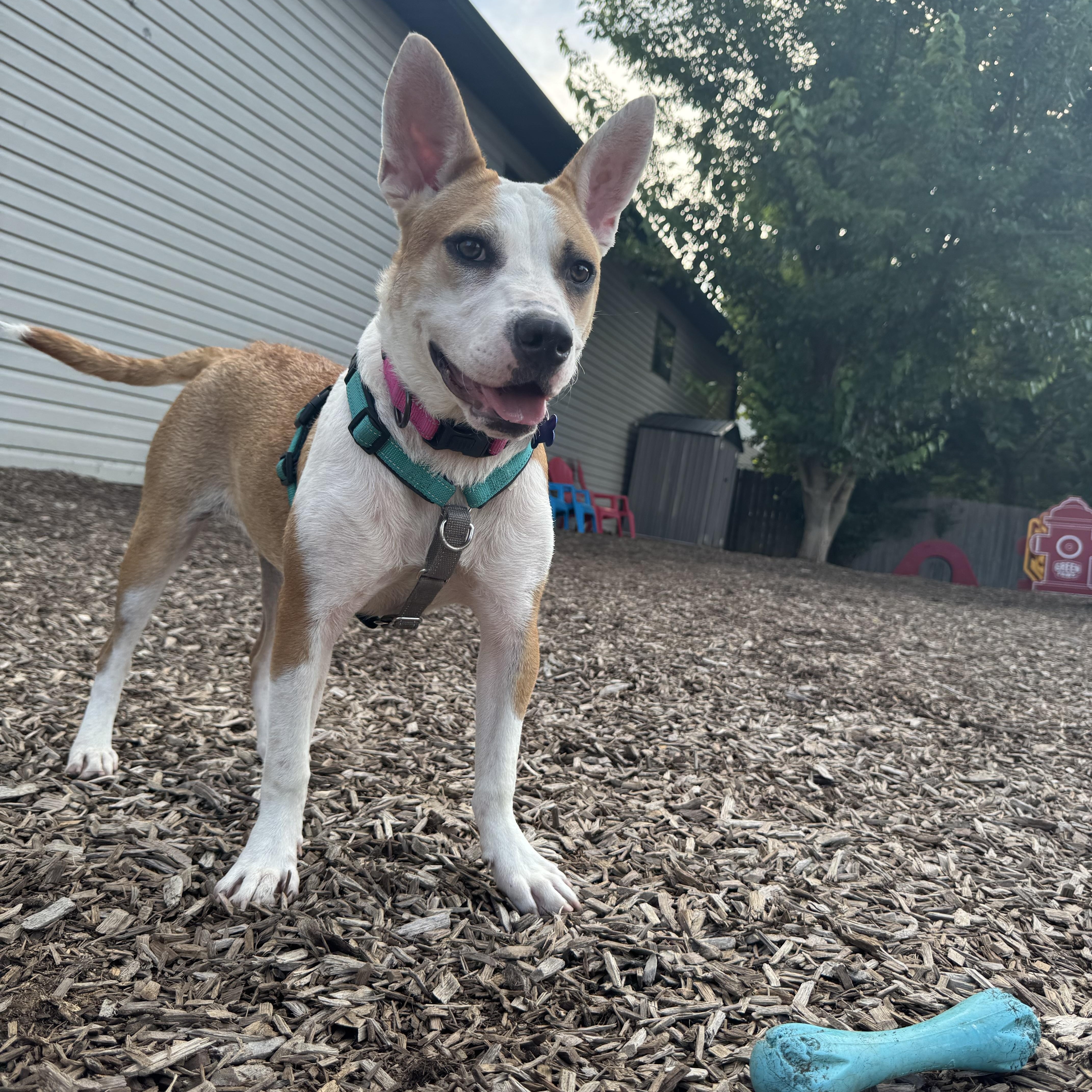 Enlarge Tessa, an adoptable mixed breed in Columbia, MO image 3/5