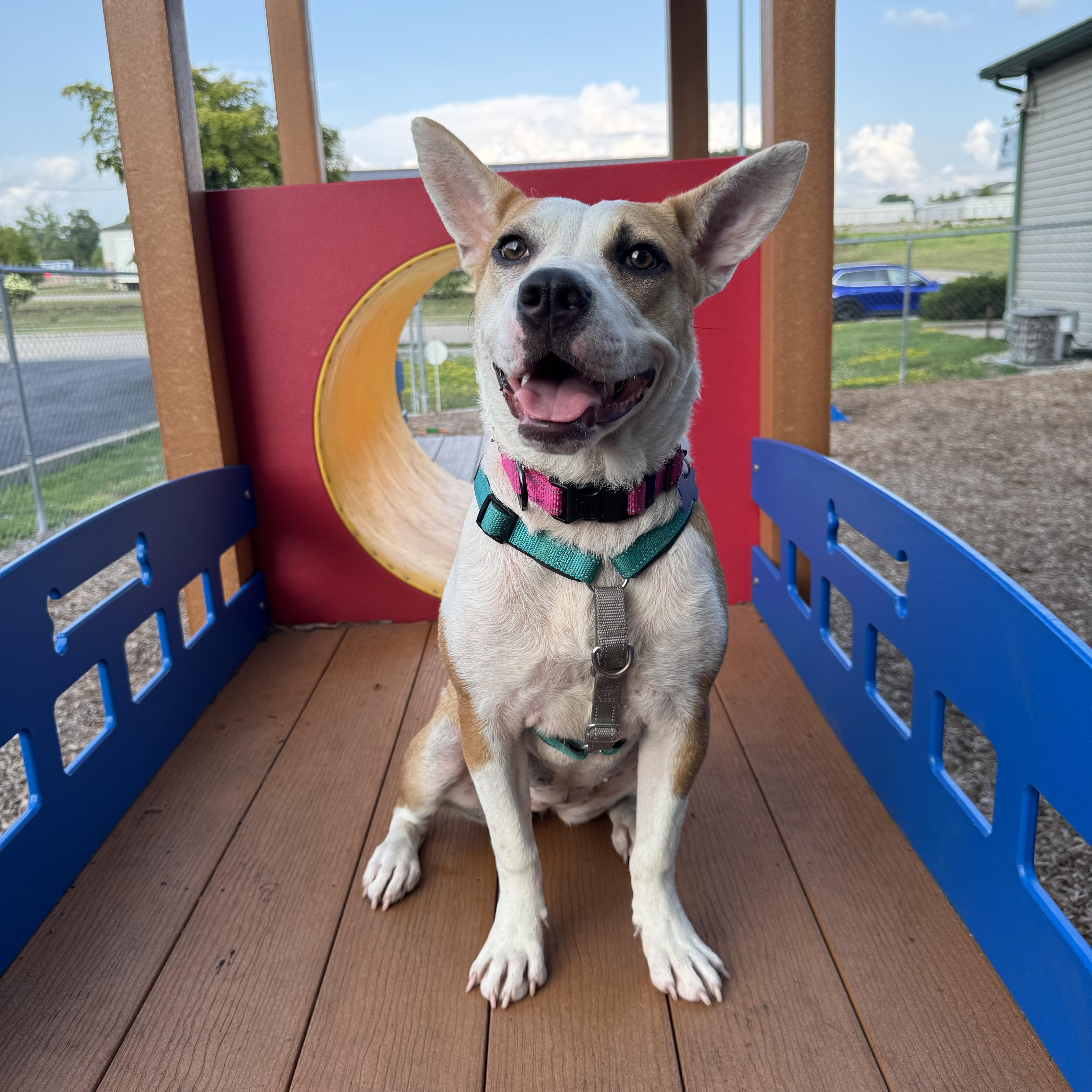 Enlarge Tessa, an adoptable mixed breed in Columbia, MO image 1/5