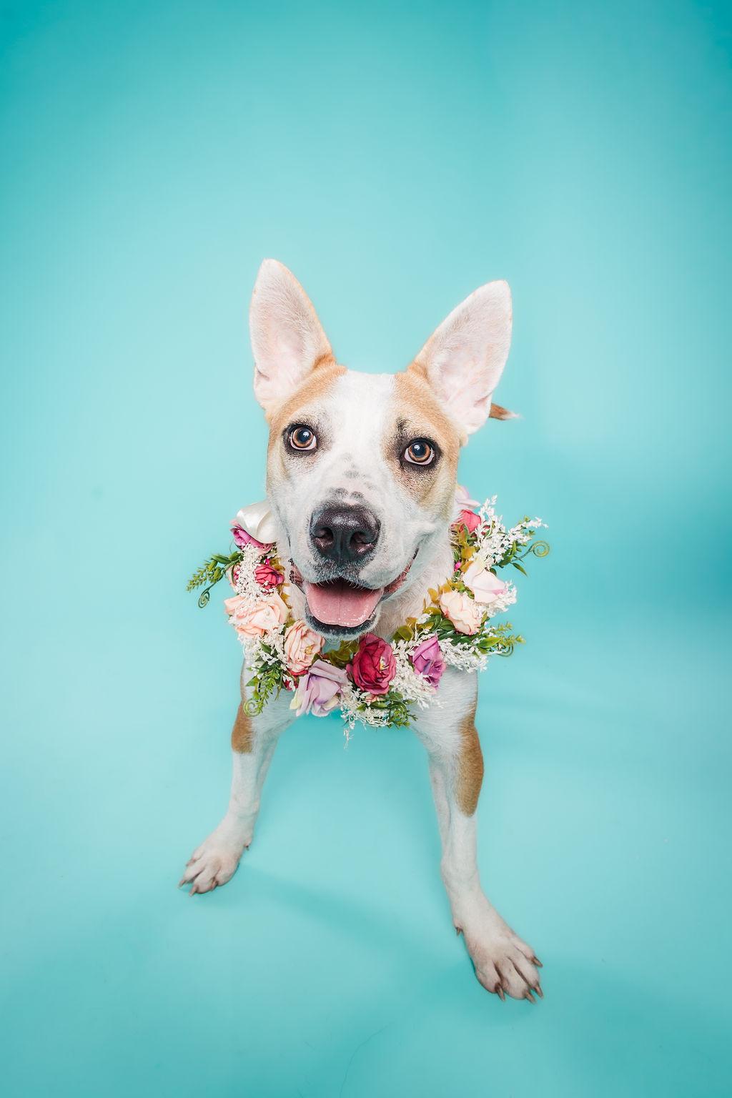 Enlarge Tessa, an adoptable mixed breed in Columbia, MO image 1/6