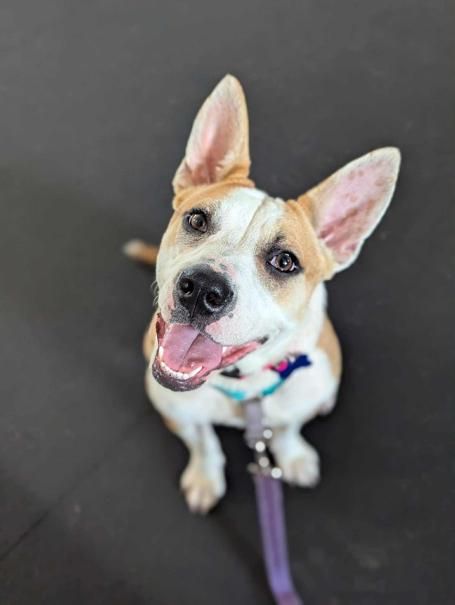 Enlarge Tessa, an adoptable mixed breed in Columbia, MO image 3/6