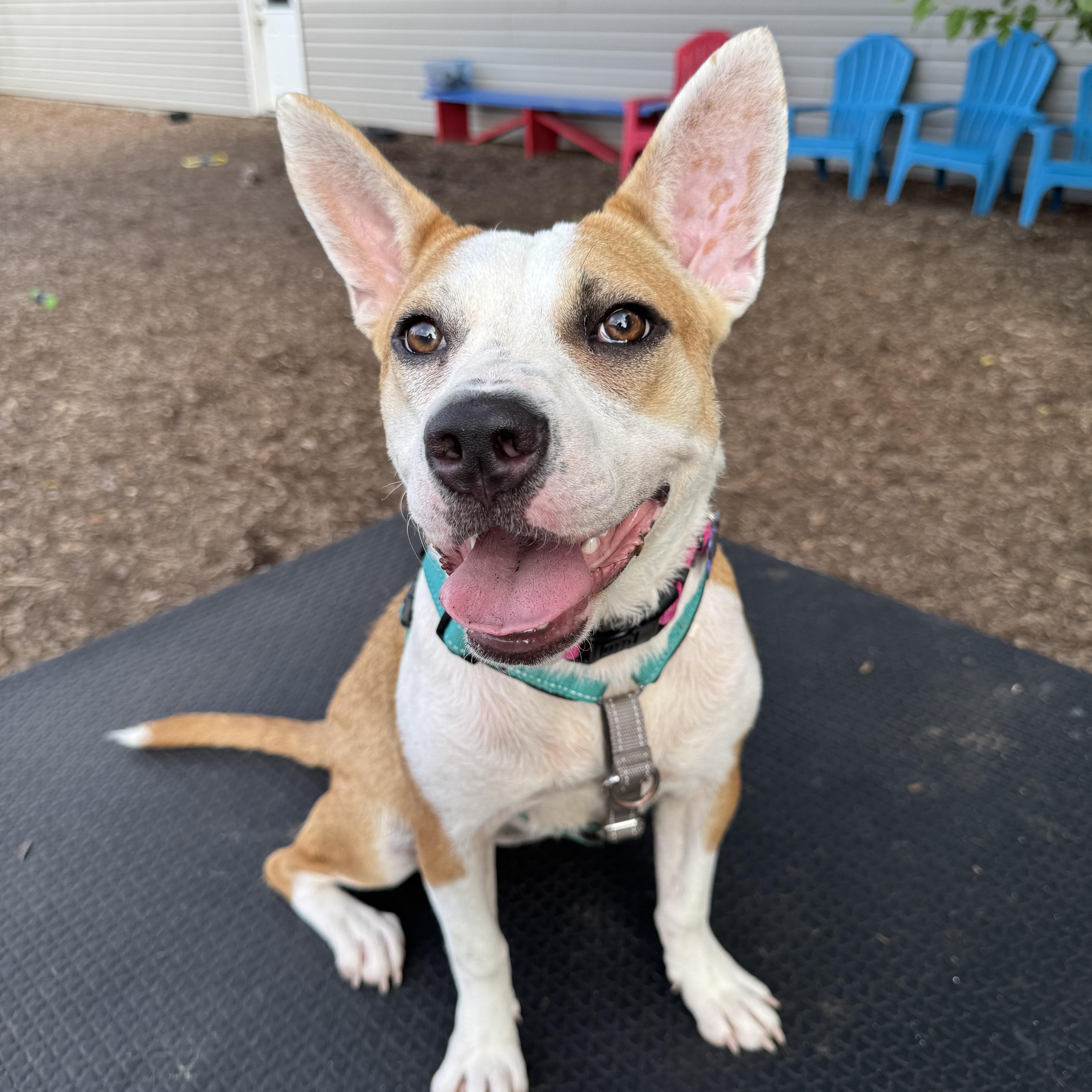 Enlarge Tessa, an adoptable mixed breed in Columbia, MO image 4/5