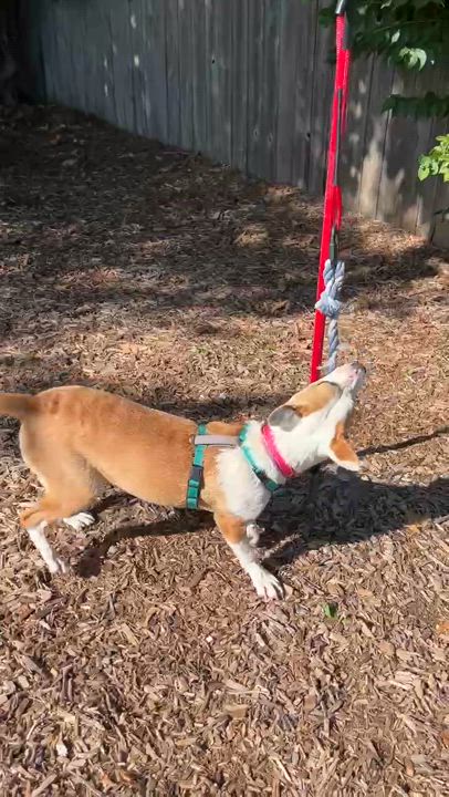 Enlarge Tessa, an adoptable mixed breed in Columbia, MO video 5/5