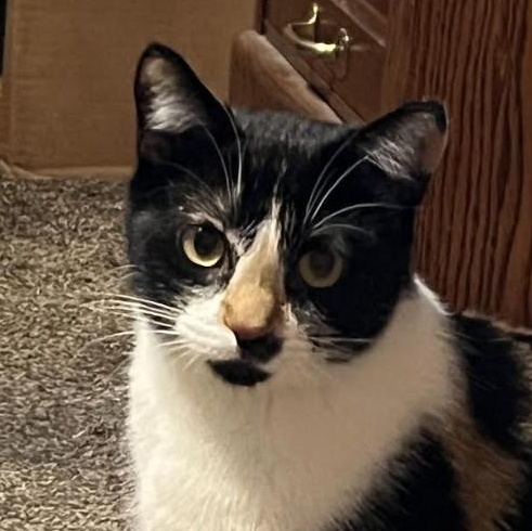 Spooky, Adoptable, Young Female Domestic Short Hair.