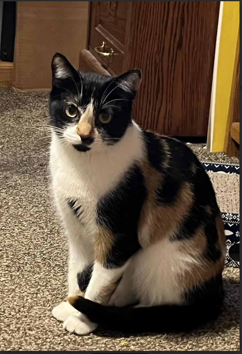 Enlarge Spooky, a Adoptable Domestic Short Hair in Plymouth, MN image 2/2