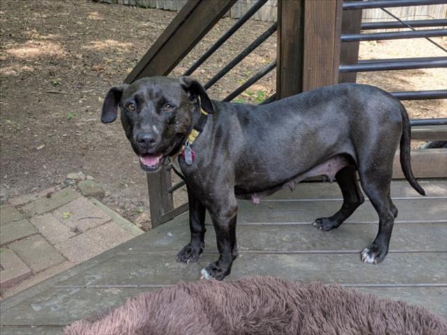 LAURYN, Adoptable, Adult Female Pit Bull Terrier.