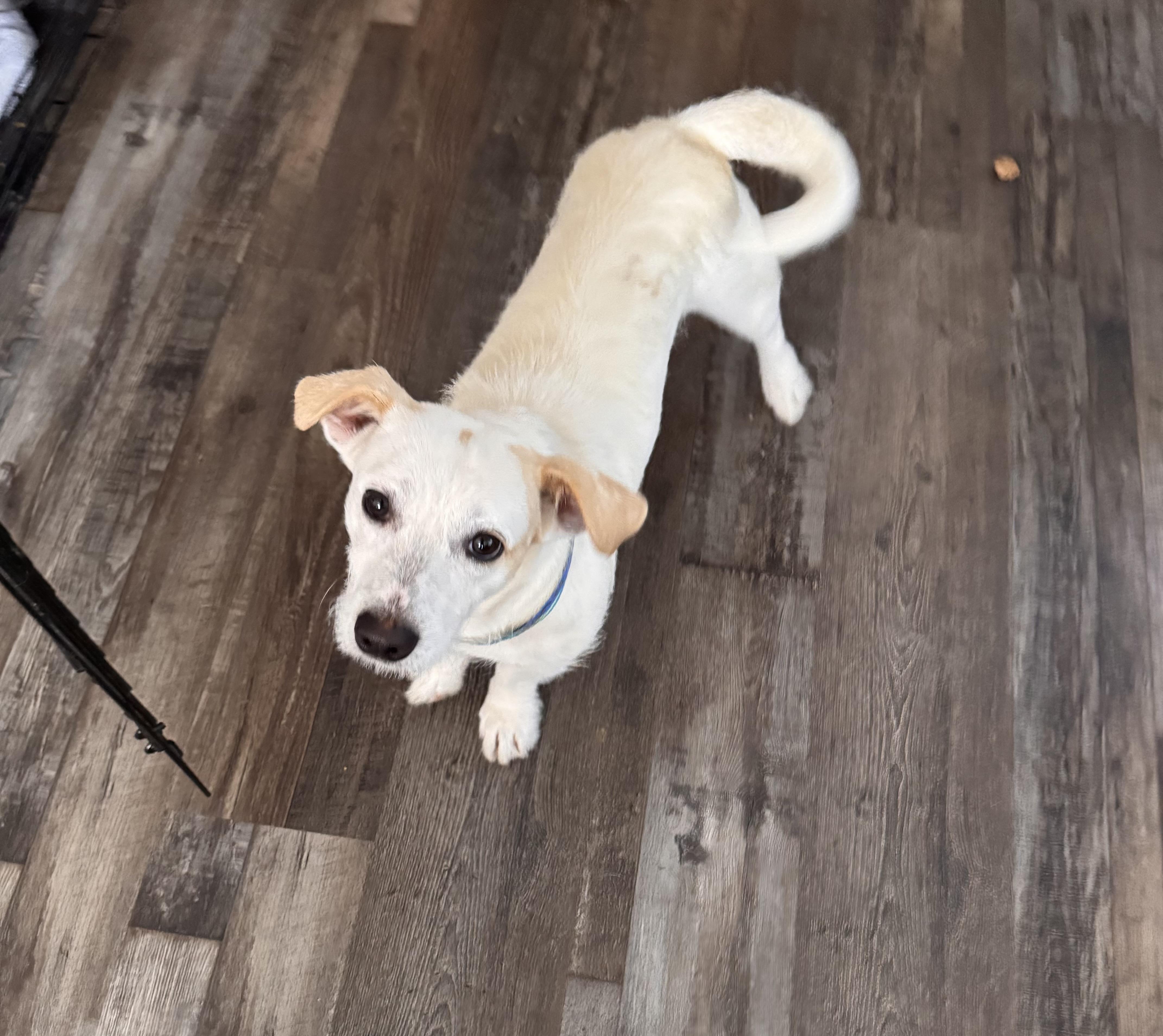Peanut, a ADOPTABLE mixed breed in Sequatchie, TN image 3/4