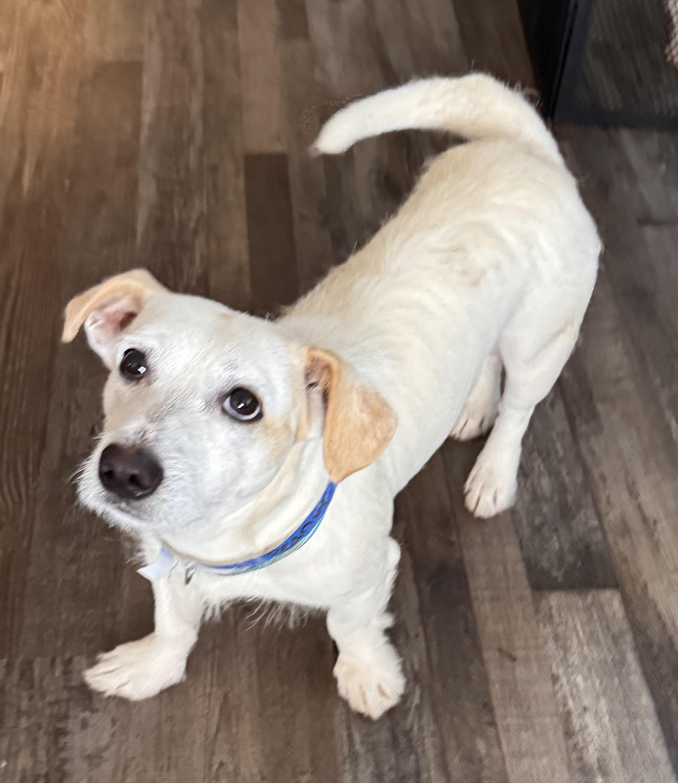 Peanut, ADOPTABLE, Young Male Basset Hound & Jack Russell Terrier.
