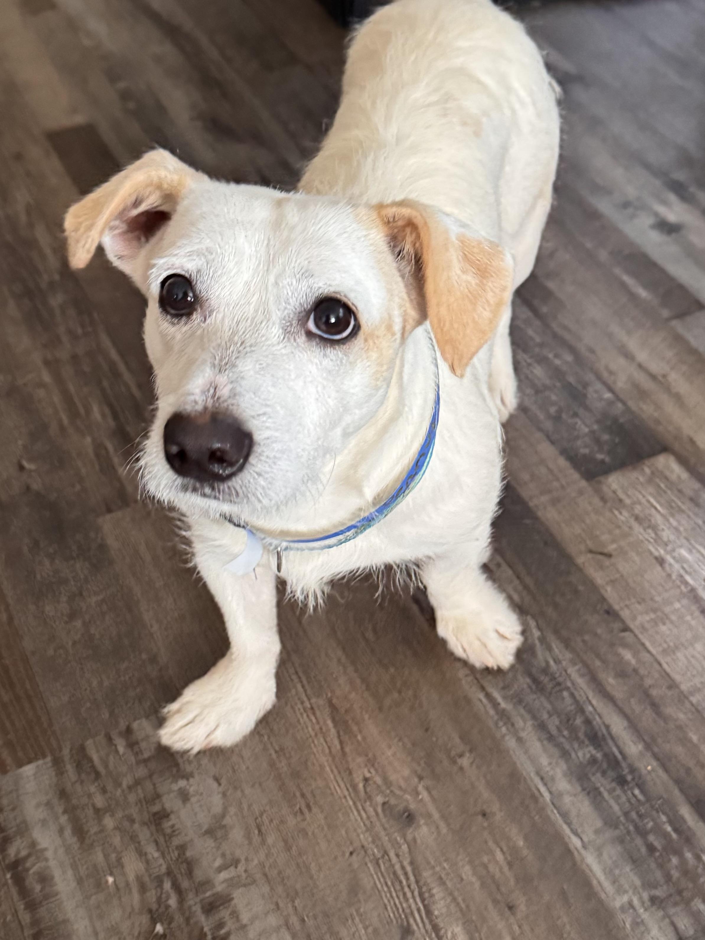 Peanut, a ADOPTABLE mixed breed in Sequatchie, TN image 2/4