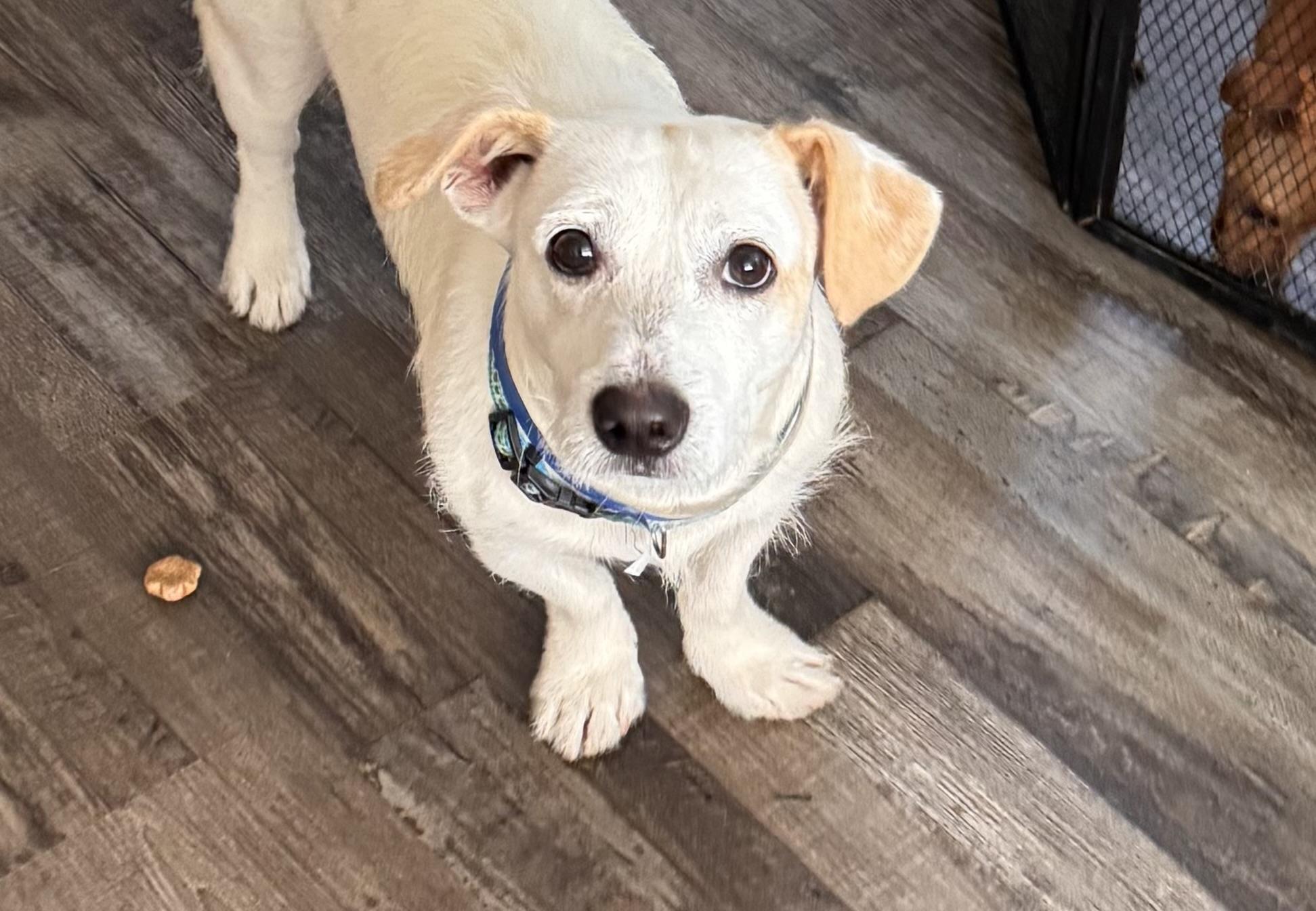 Peanut, a ADOPTABLE mixed breed in Sequatchie, TN image 4/4