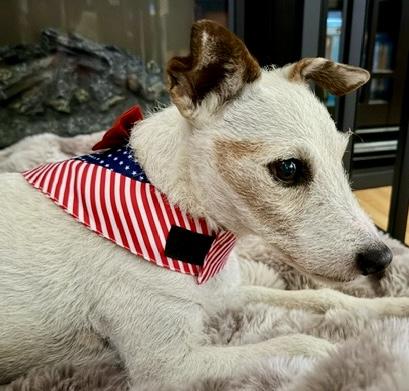 Daisy (Cypress CA), ADOPTABLE, Senior Female Jack Russell Terrier.