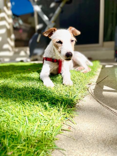 Daisy (Cypress CA), a ADOPTABLE Jack Russell Terrier in Cypress, CA image 2/2
