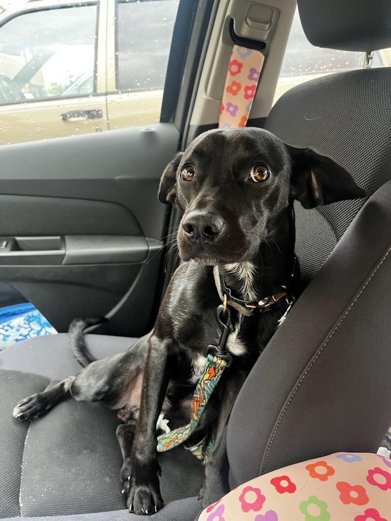 Enlarge Russell, a ADOPTABLE mixed breed in Algonquin, IL image 1/1