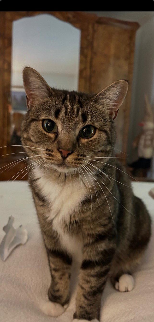 MARIE "Shorty Pants" - $175/Mo. FOSTER!!, Adoptable, Young Female Tabby & American Shorthair.
