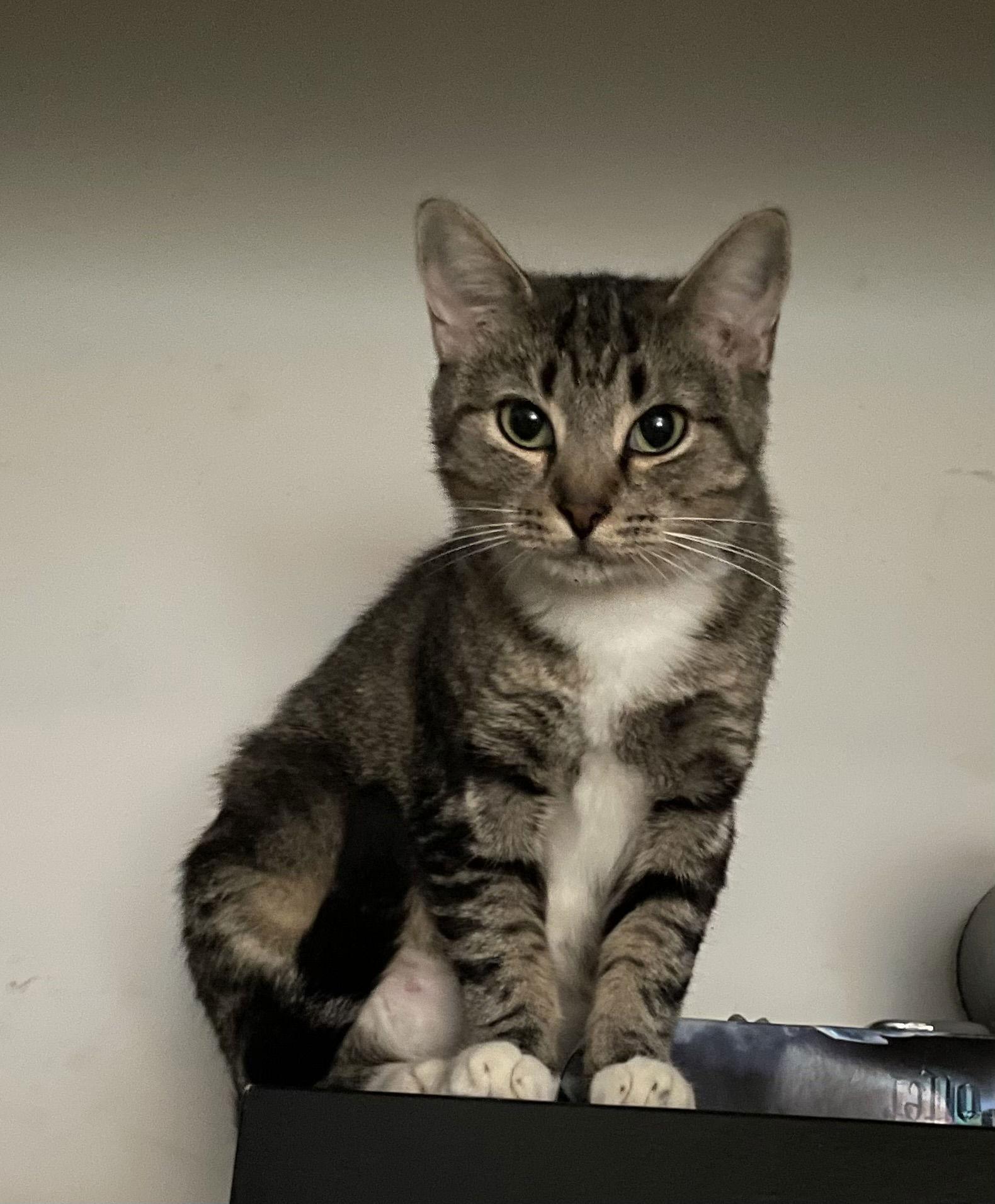 MARNIE - Cute little kitty with a rough start!!, Adoptable, Young Female Tabby & American Shorthair.