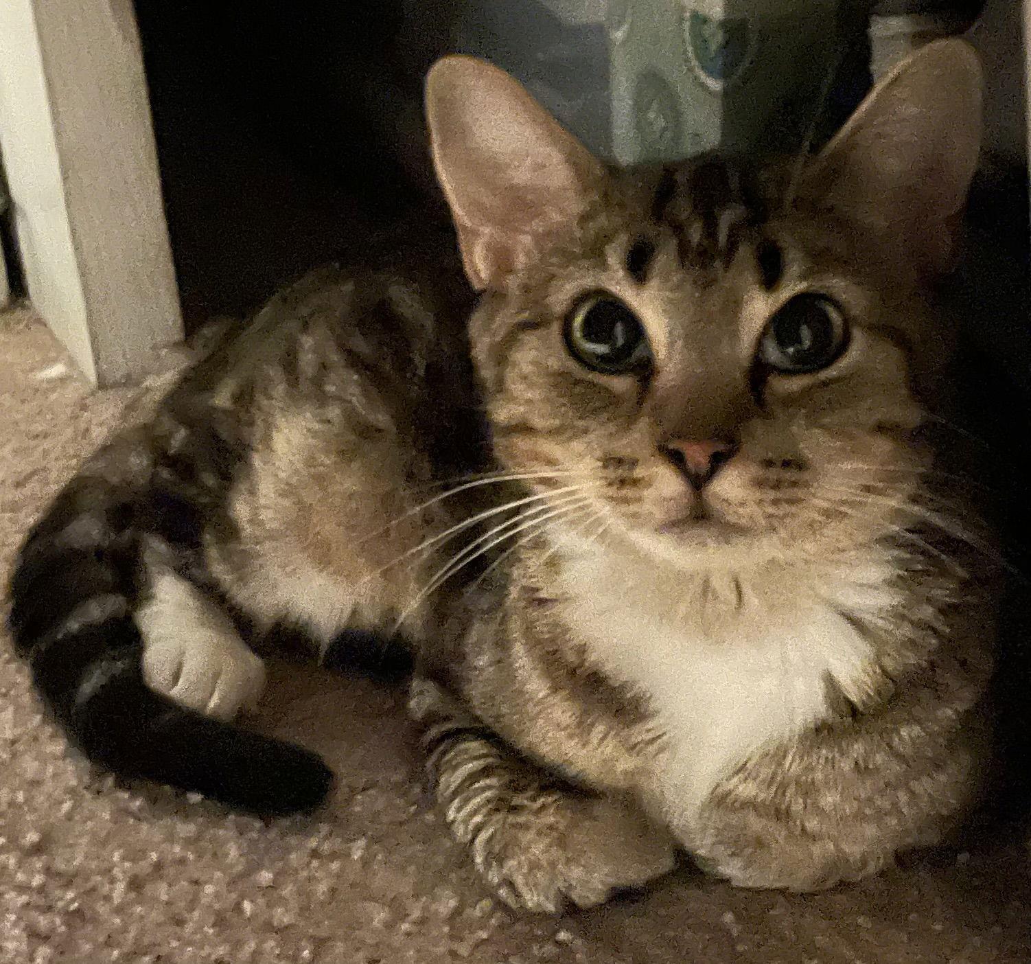 Enlarge MARNIE - Cute little kitty with a rough start!!, a Adoptable mixed breed in Atlanta, GA image 2/3