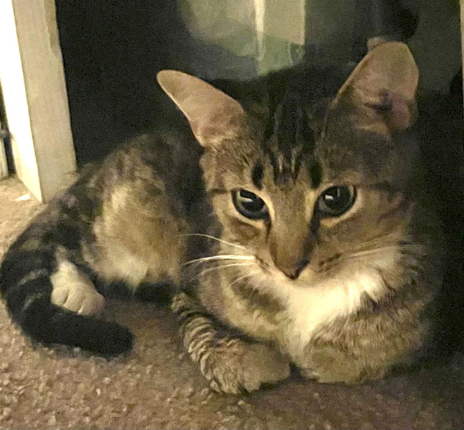 Enlarge MARNIE - Cute little kitty with a rough start!!, a Adoptable mixed breed in Atlanta, GA image 3/3