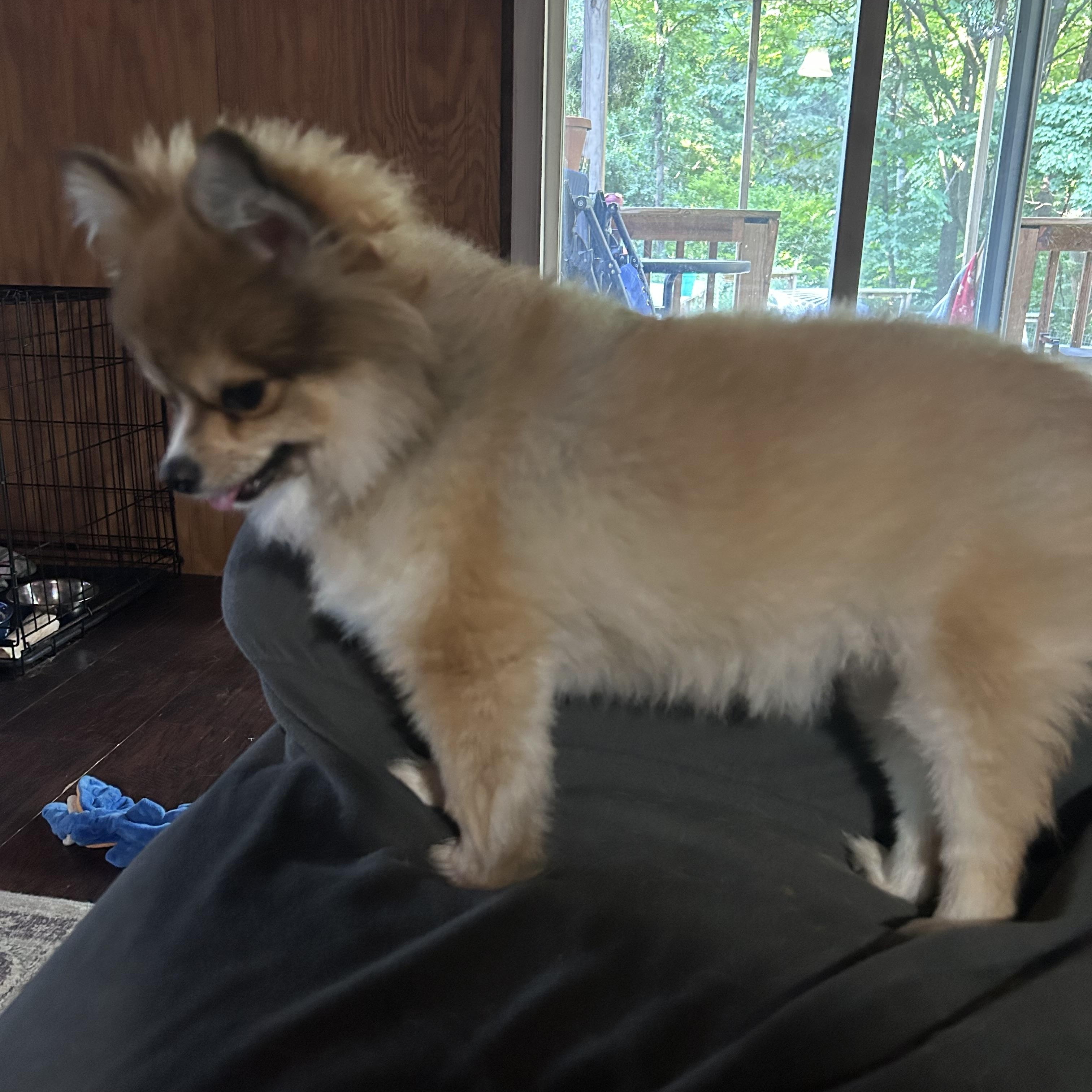 Enlarge IGIL, an adopted Pomeranian in Millerstown, PA image 3/6
