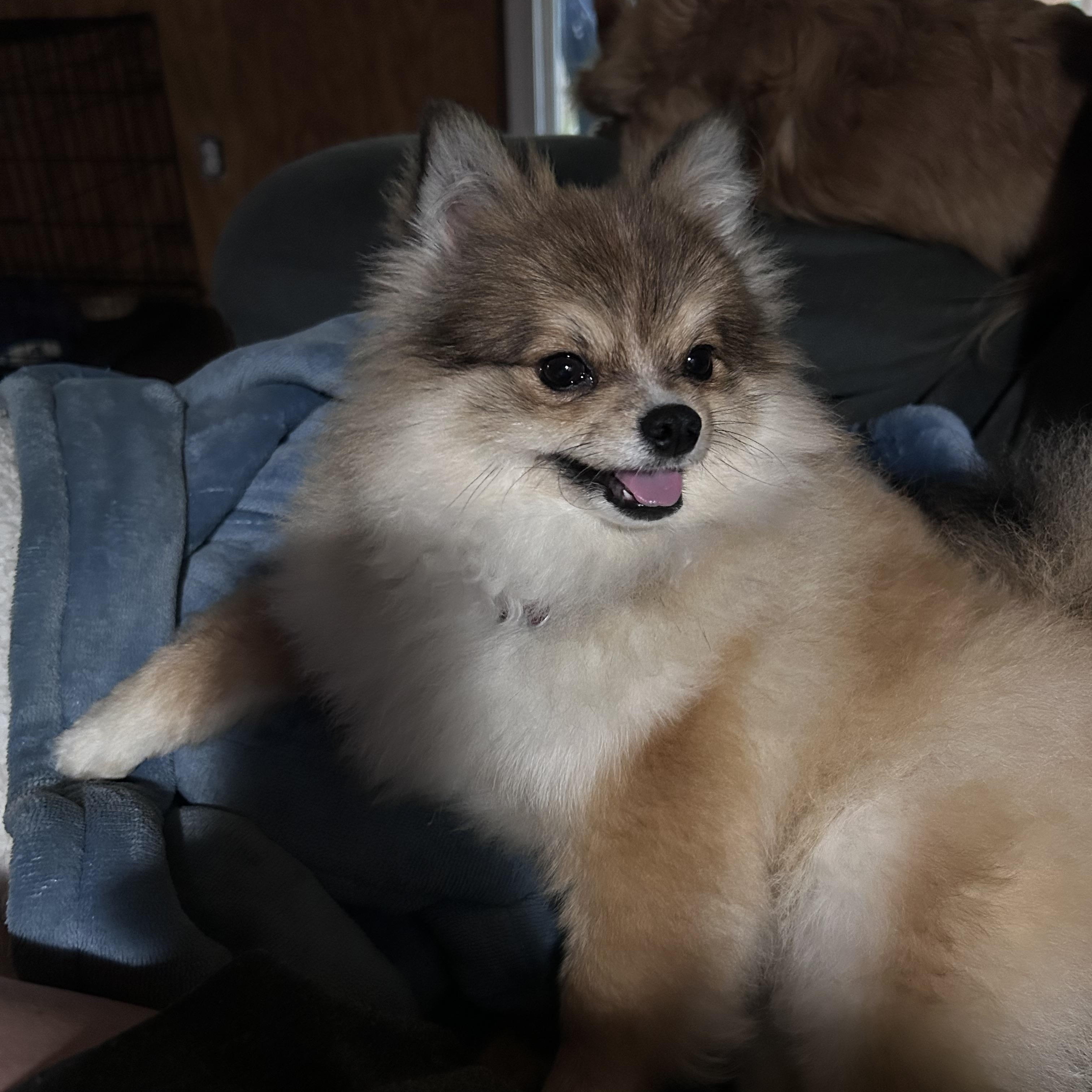Enlarge IGIL, an adopted Pomeranian in Millerstown, PA image 6/6
