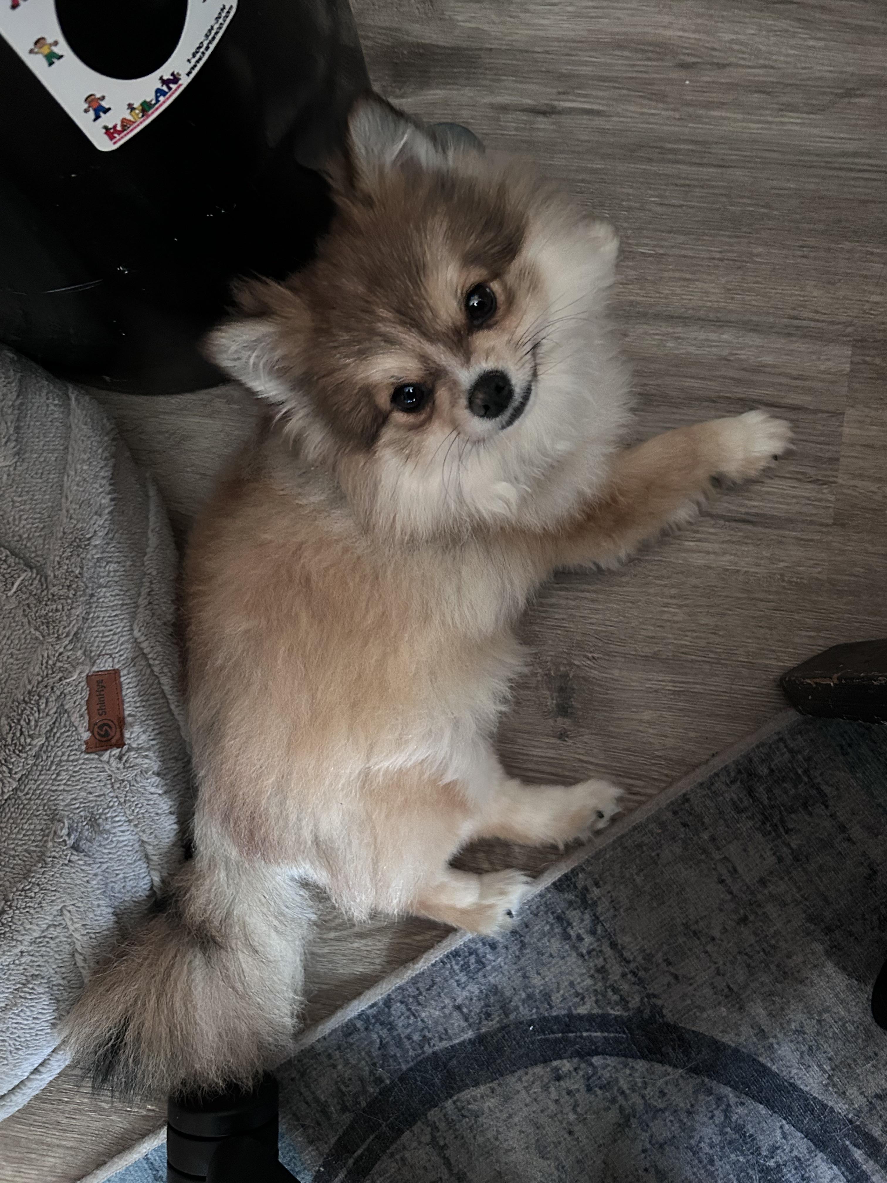 Enlarge IGIL, an adopted Pomeranian in Millerstown, PA image 5/6