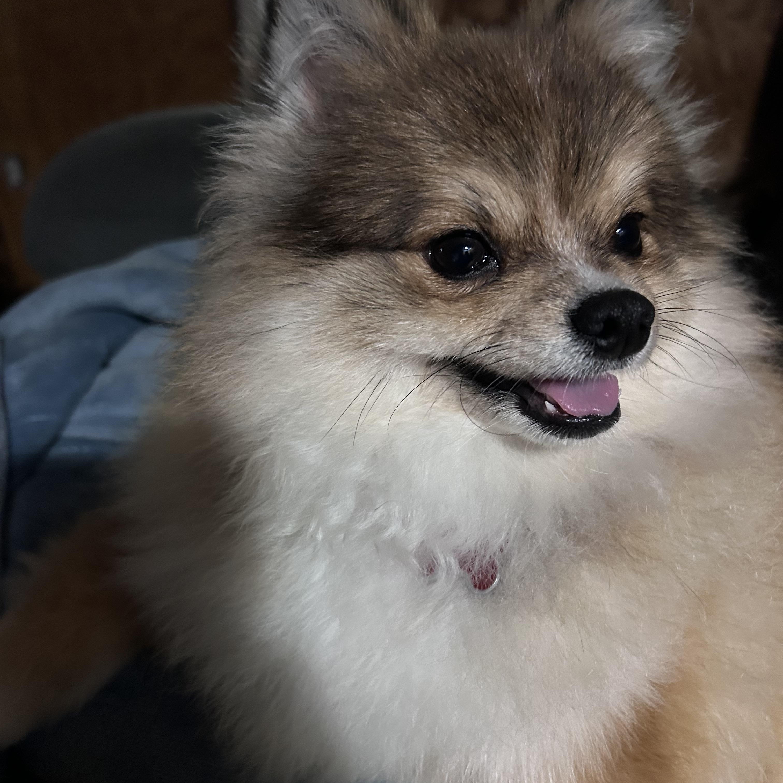 Enlarge IGIL, an adopted Pomeranian in Millerstown, PA image 2/6