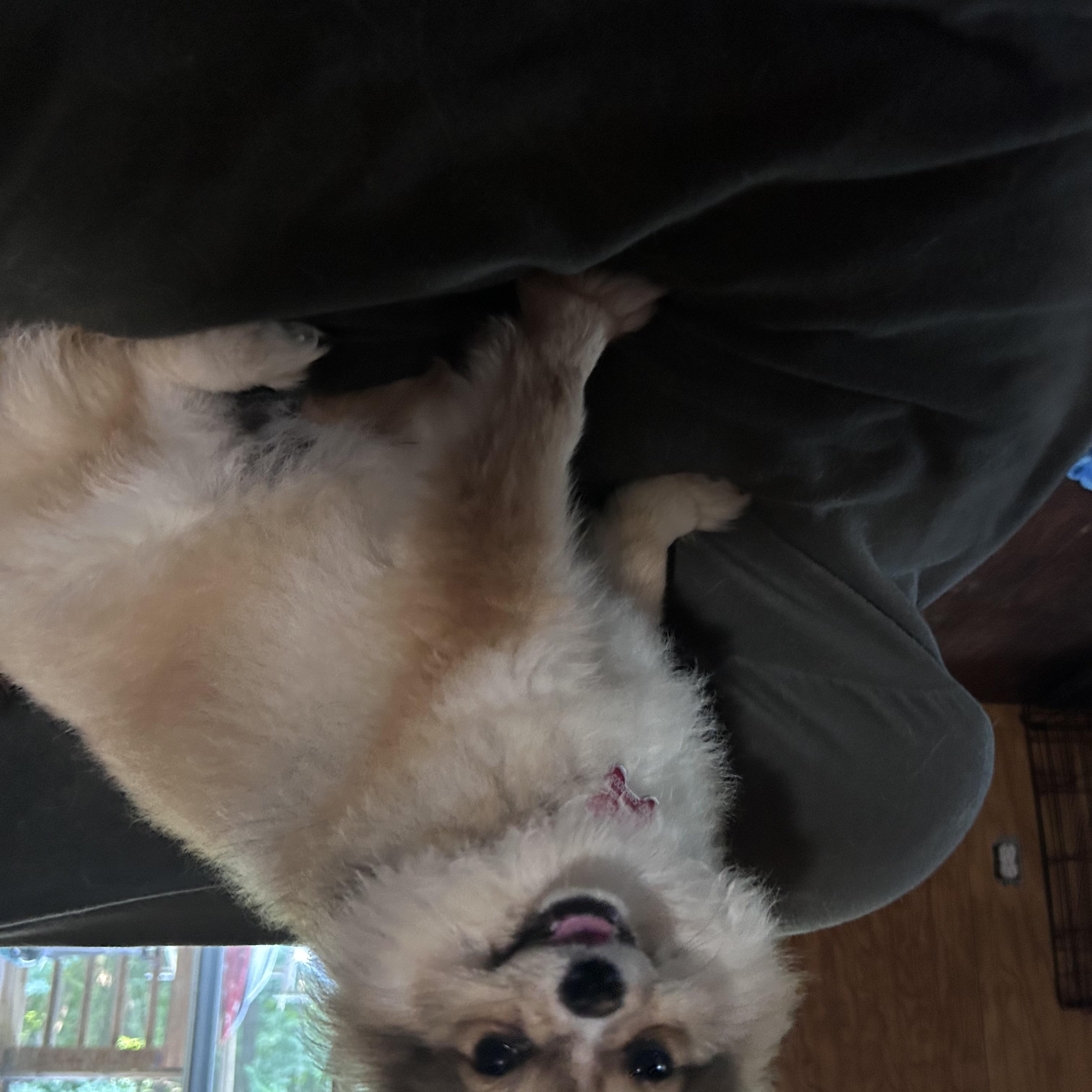 Enlarge IGIL, an adopted Pomeranian in Millerstown, PA image 4/6
